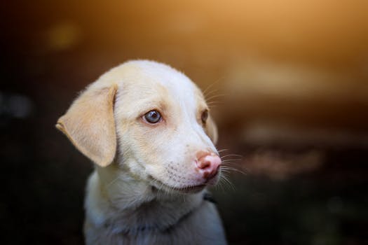 Close-up profile of a young Labrador puppy with soft lighting and blurred background.