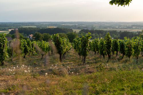 Free stock photo of vineyard landscape Stock Photo