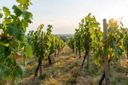 Free stock photo of vineyard landscape Stock Photo