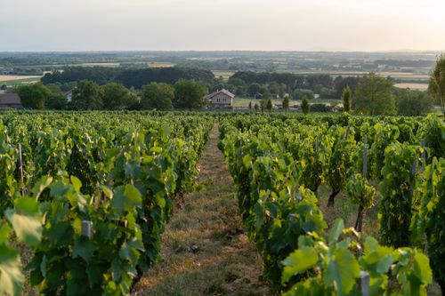 Free stock photo of vineyard landscape Stock Photo