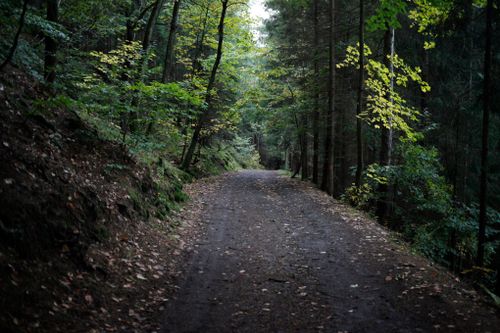 Free Explore a tranquil dirt road meandering through a lush forest in early fall. Peaceful outdoor scene. Stock Photo
