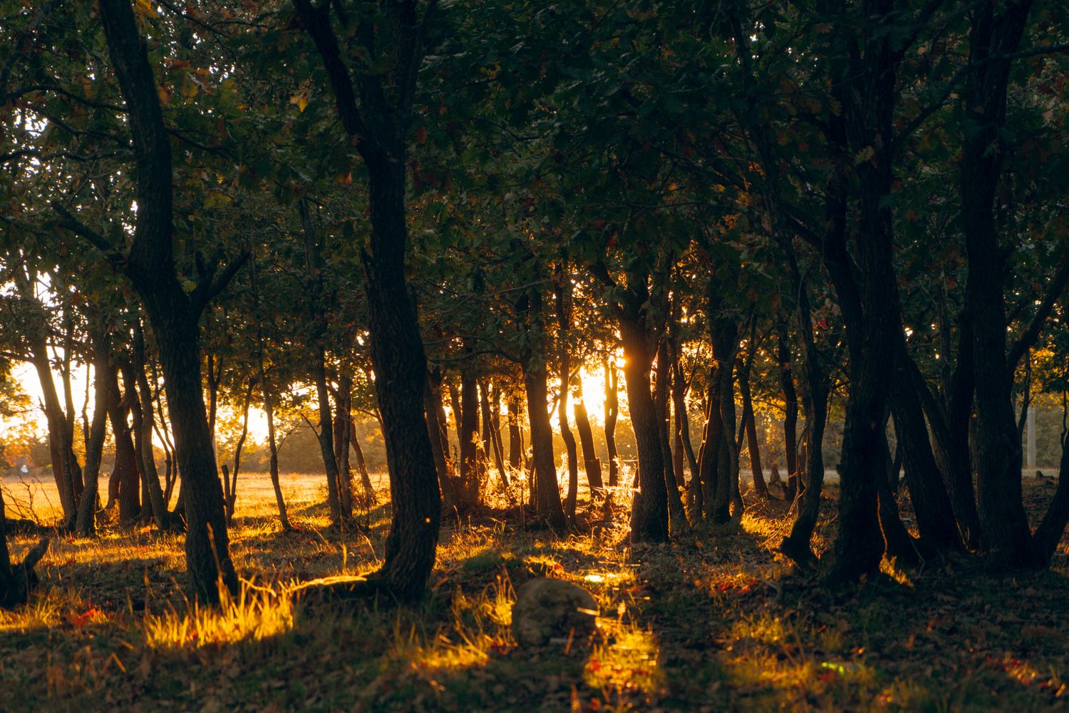 Amber Trees Photos, Download The BEST Free Amber Trees Stock Photos ...