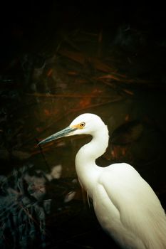 Majestic snowy egret with striking plumage in dark aquatic setting, showcasing elegance.