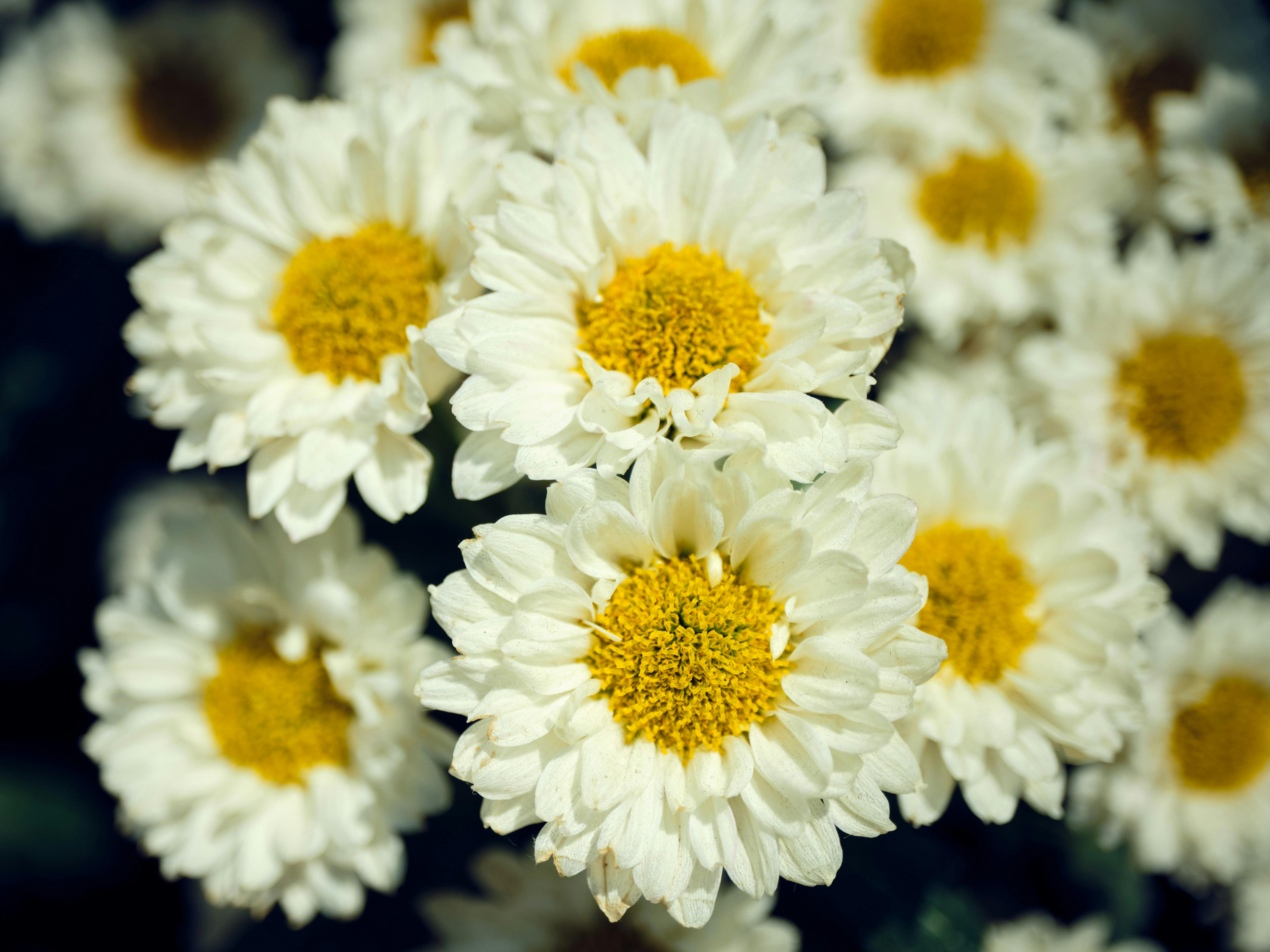 [ColoSach]-a-bright-and-detailed-close-up-of-white-chrysanthemum-flowers-with-vibrant-yellow-centers,-capturing-their-natural-beauty.
