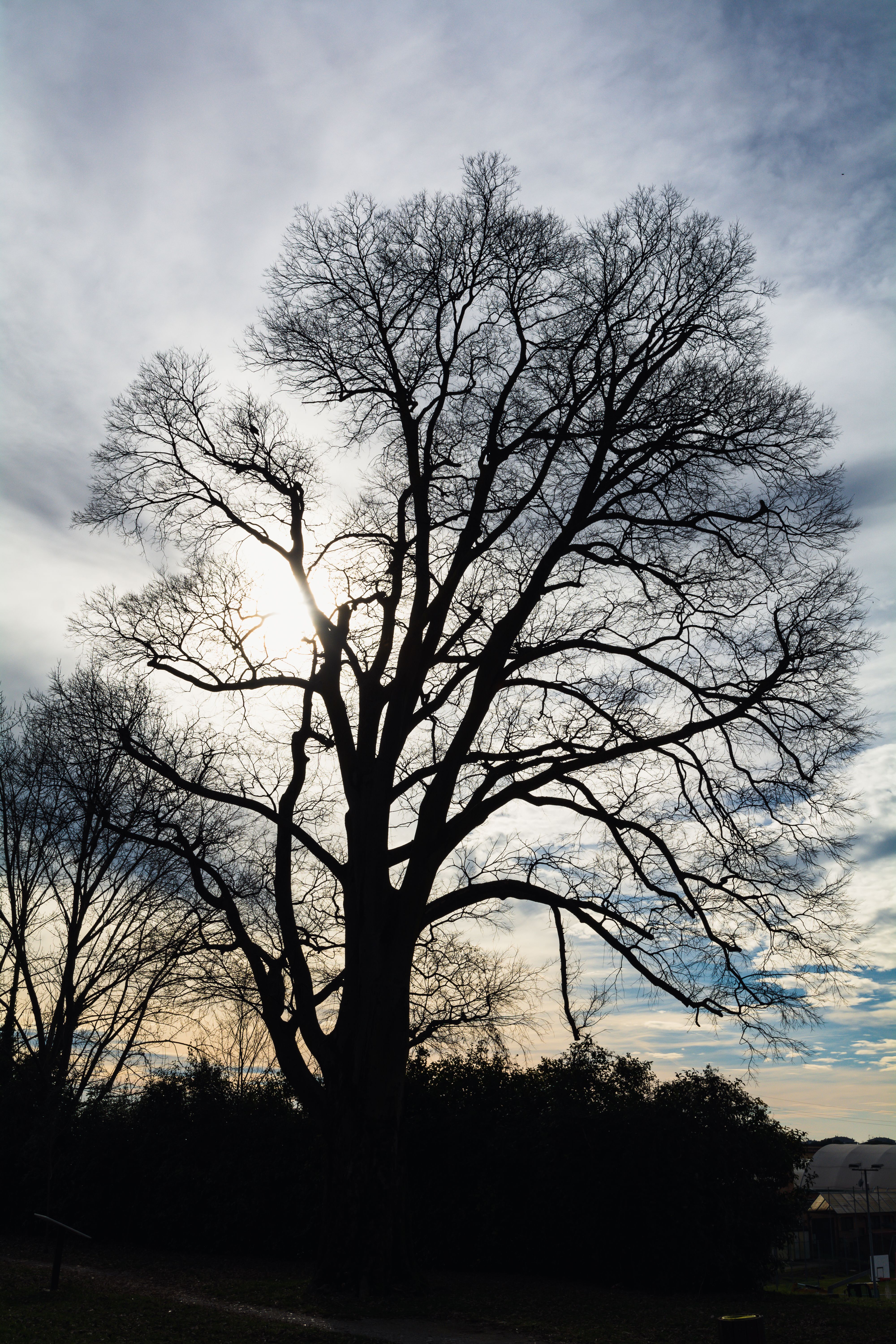 Silhouette of Majestic Tree Against Dramatic Sky · Free Stock Photo