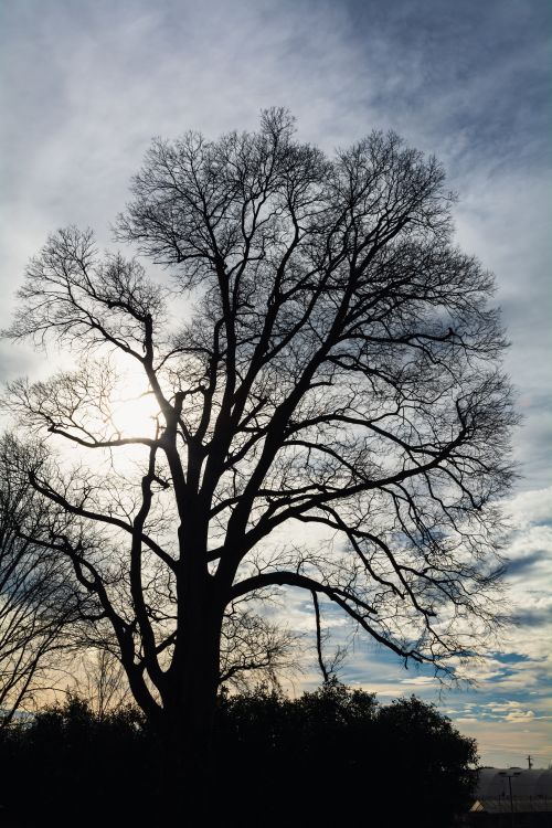 Free Silhouette of a bare tree against a dramatic winter sky with sunlight peeking through. Stock Photo