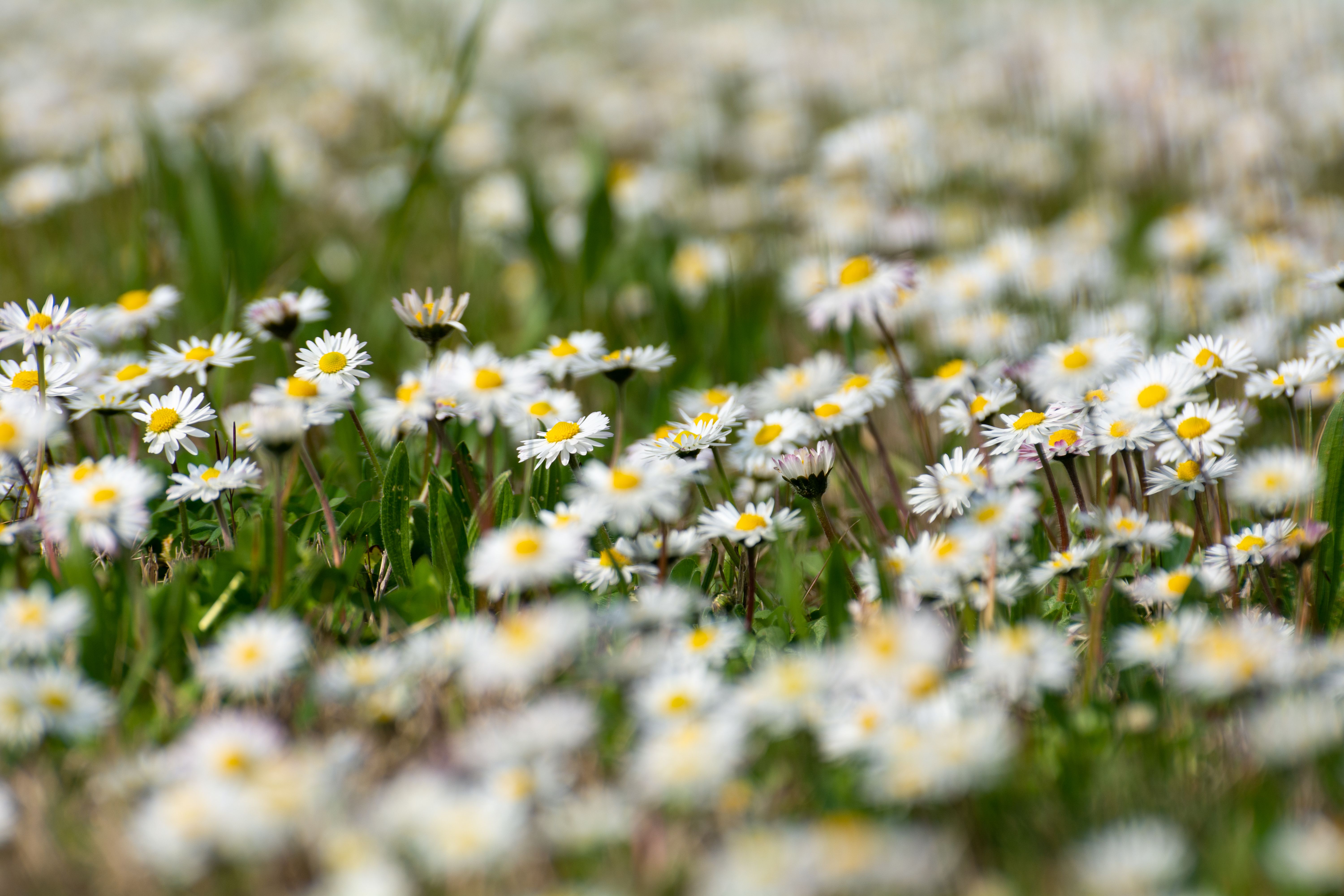 Beautiful Field of Blooming Daisies in Spring · Free Stock Photo