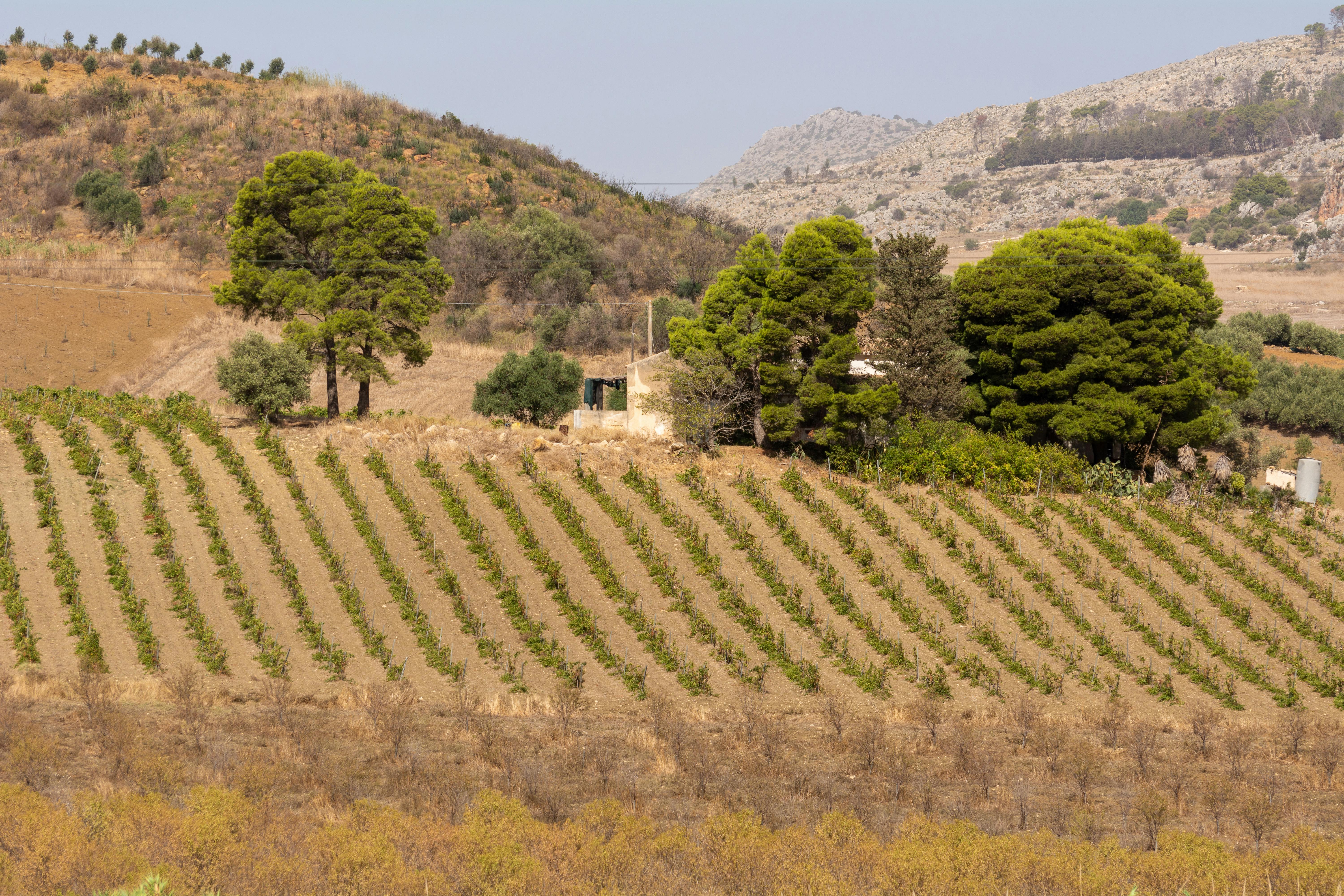 Beginner's Guide to Sustainable Yards