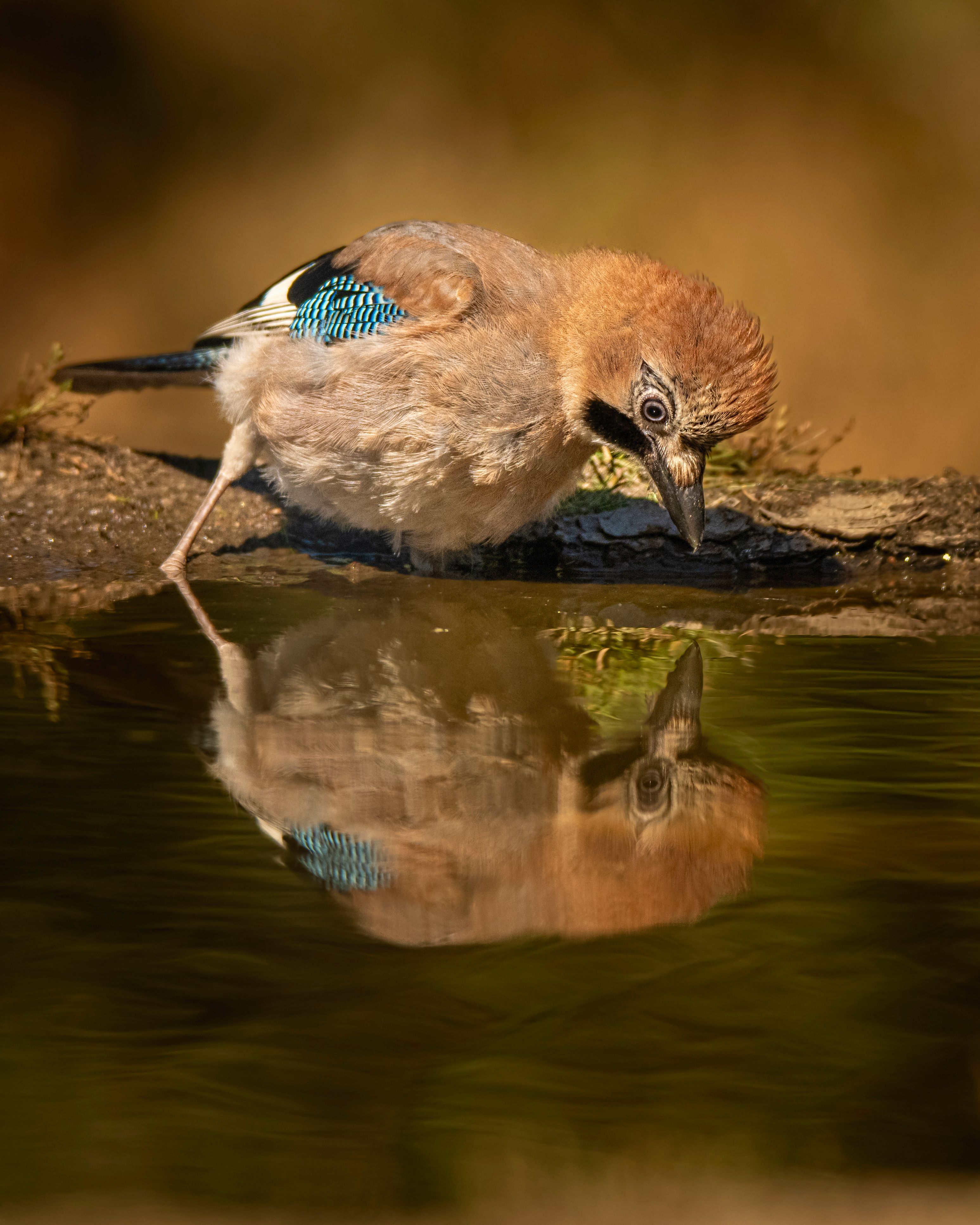 A Eurasian Jay gazes at its reflection in a tranquil pond, showcasing serene nature.