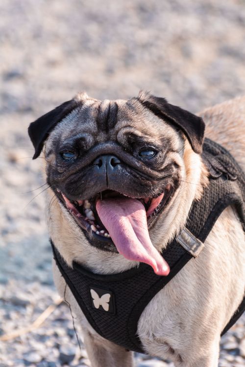 Portrait of Happy Pug Outdoors in Sunlight · Free Stock Photo