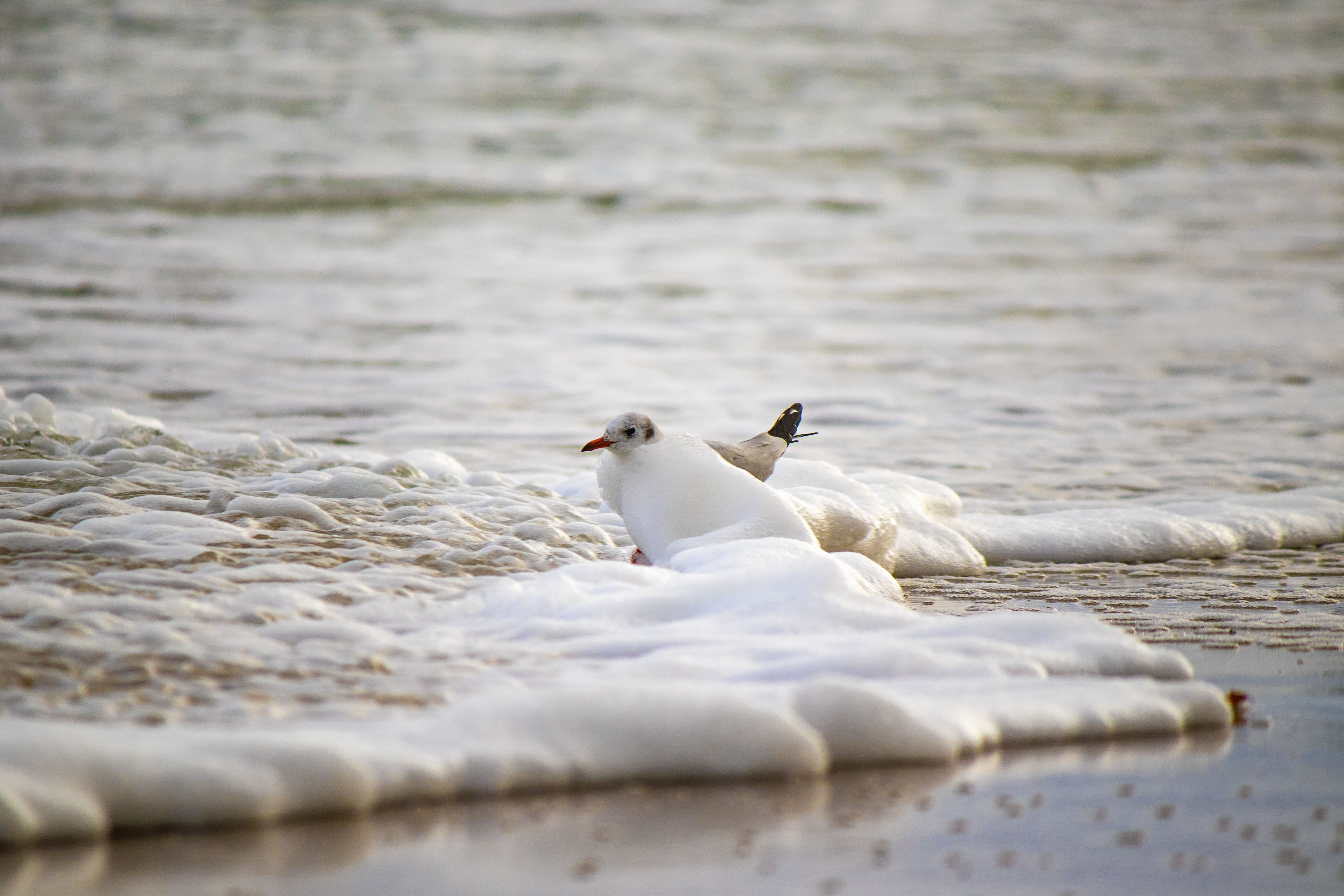 Seagull enjoying the ocean waves at Jastrzębia Góra beach in Poland. — Trójmiasto