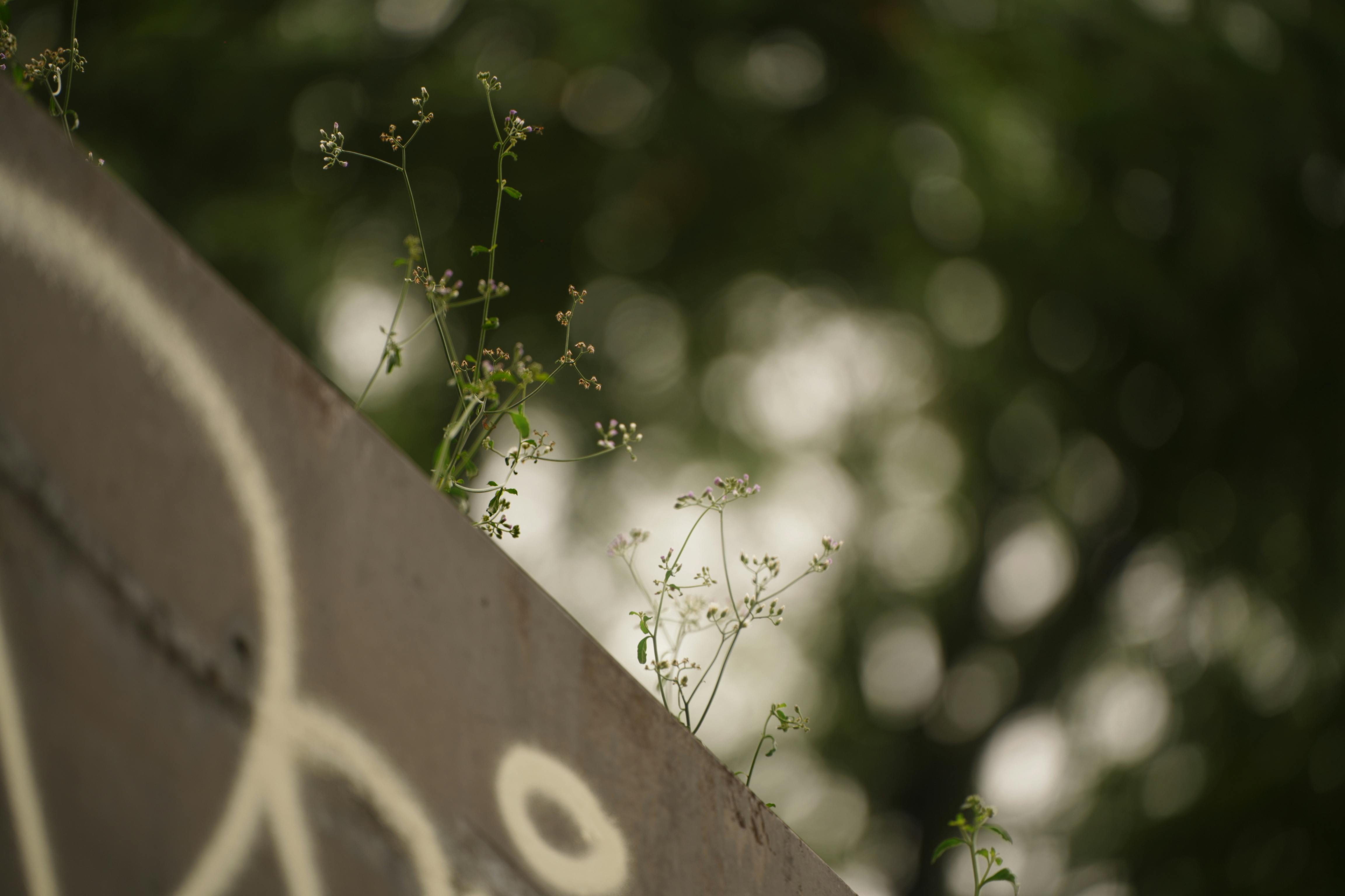 Безкоштовне Крихітні польові квіти ростуть на бетоні з графіті на тлі розмитого зеленого фону. стокове фото