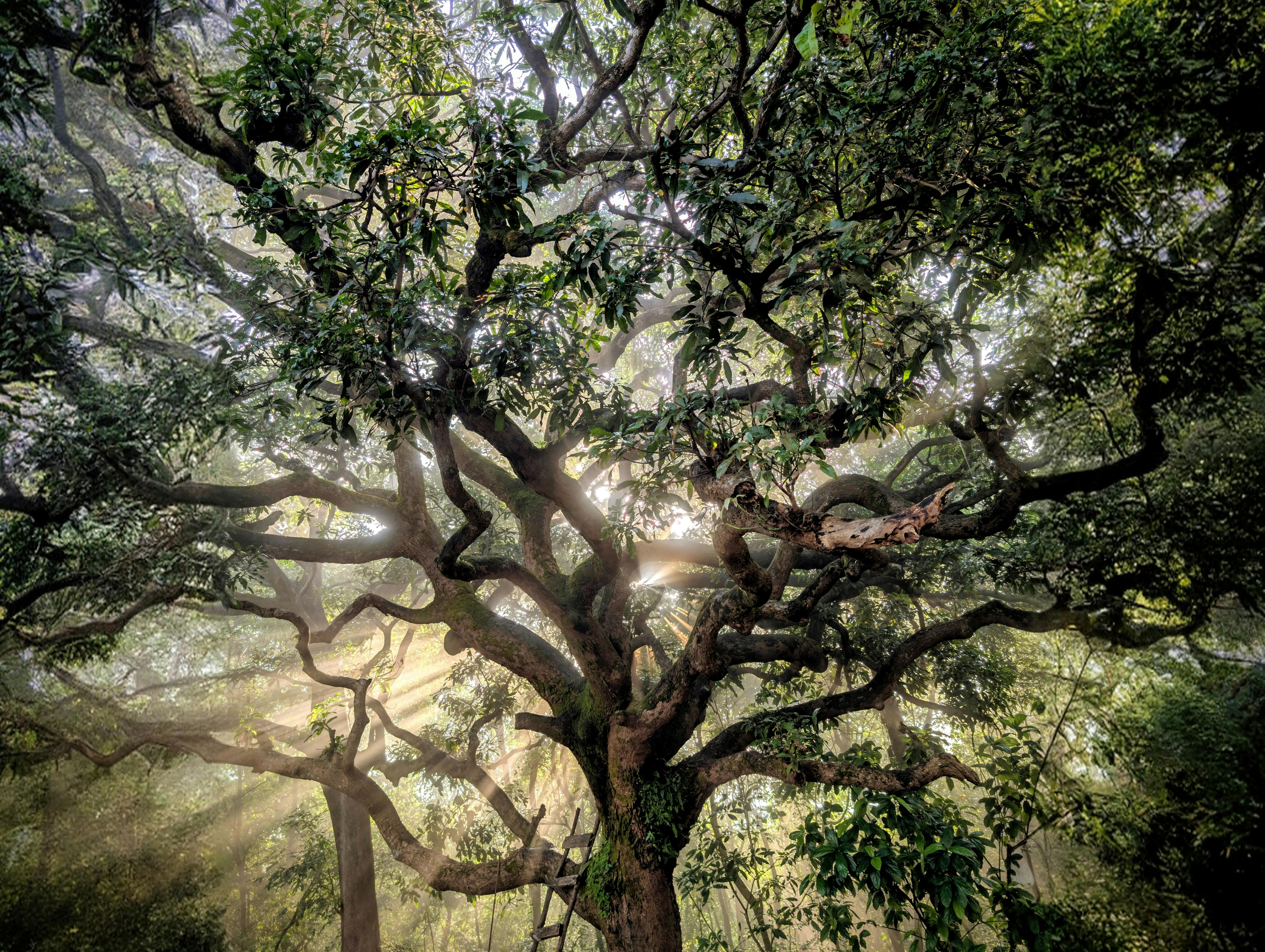 Timbó (*Enterolobium contortisiliquum*): Propagación, Requerimientos y Usos