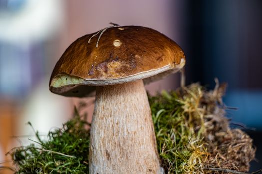 Detailed view of a fresh porcini mushroom on moss, showcasing its texture and earthy appeal.