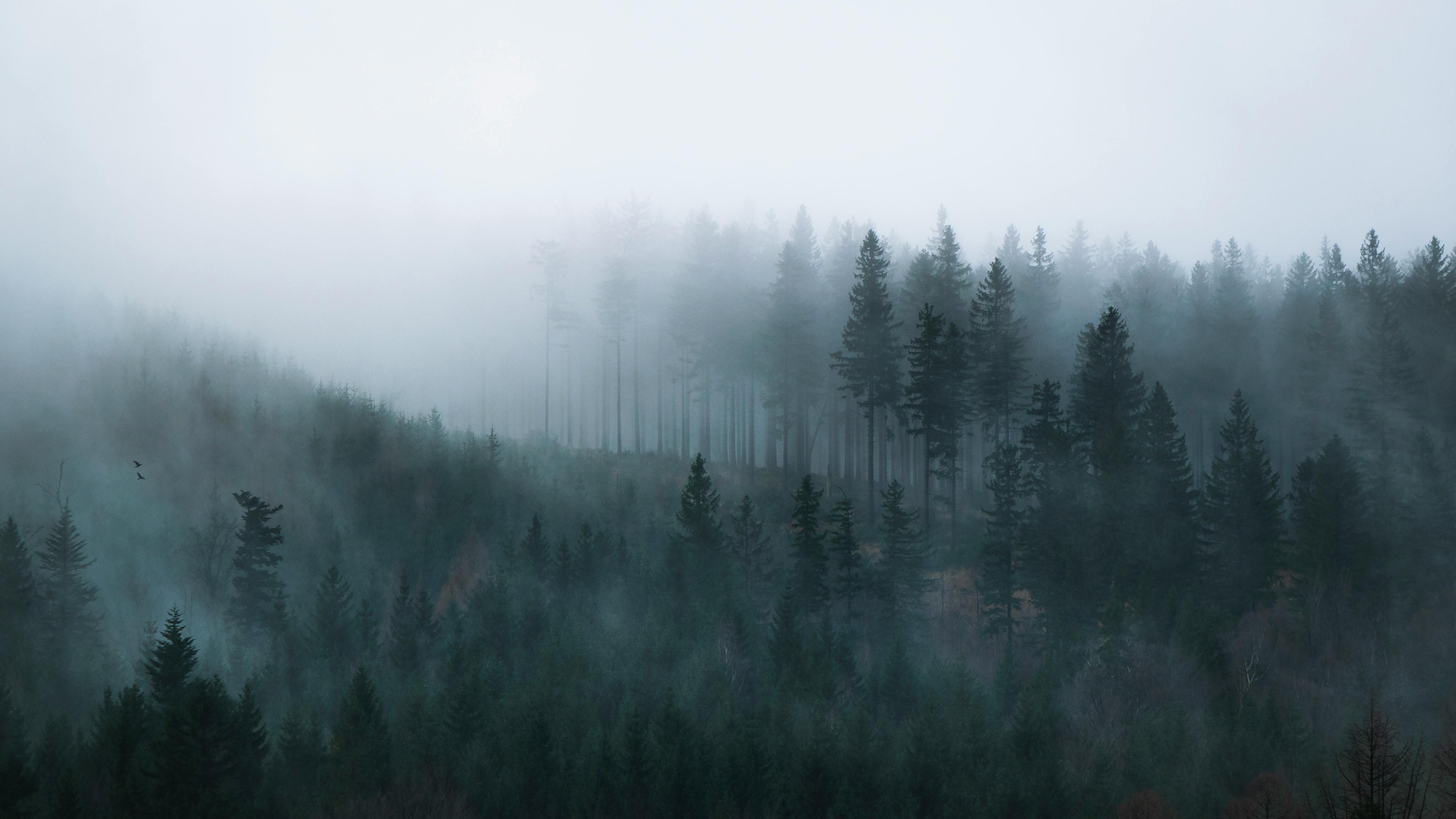 black and white photography of trees on a foggy day