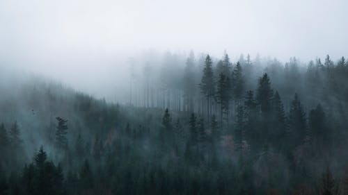霧の日の木の白黒写真