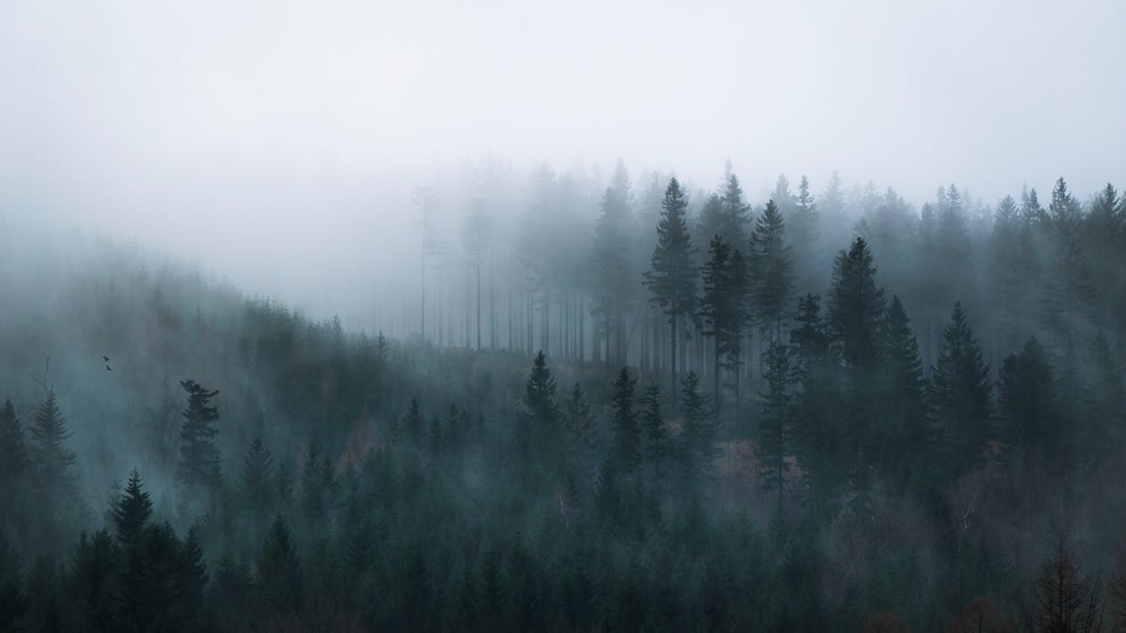 Black and White Photography of Trees on a Foggy Day