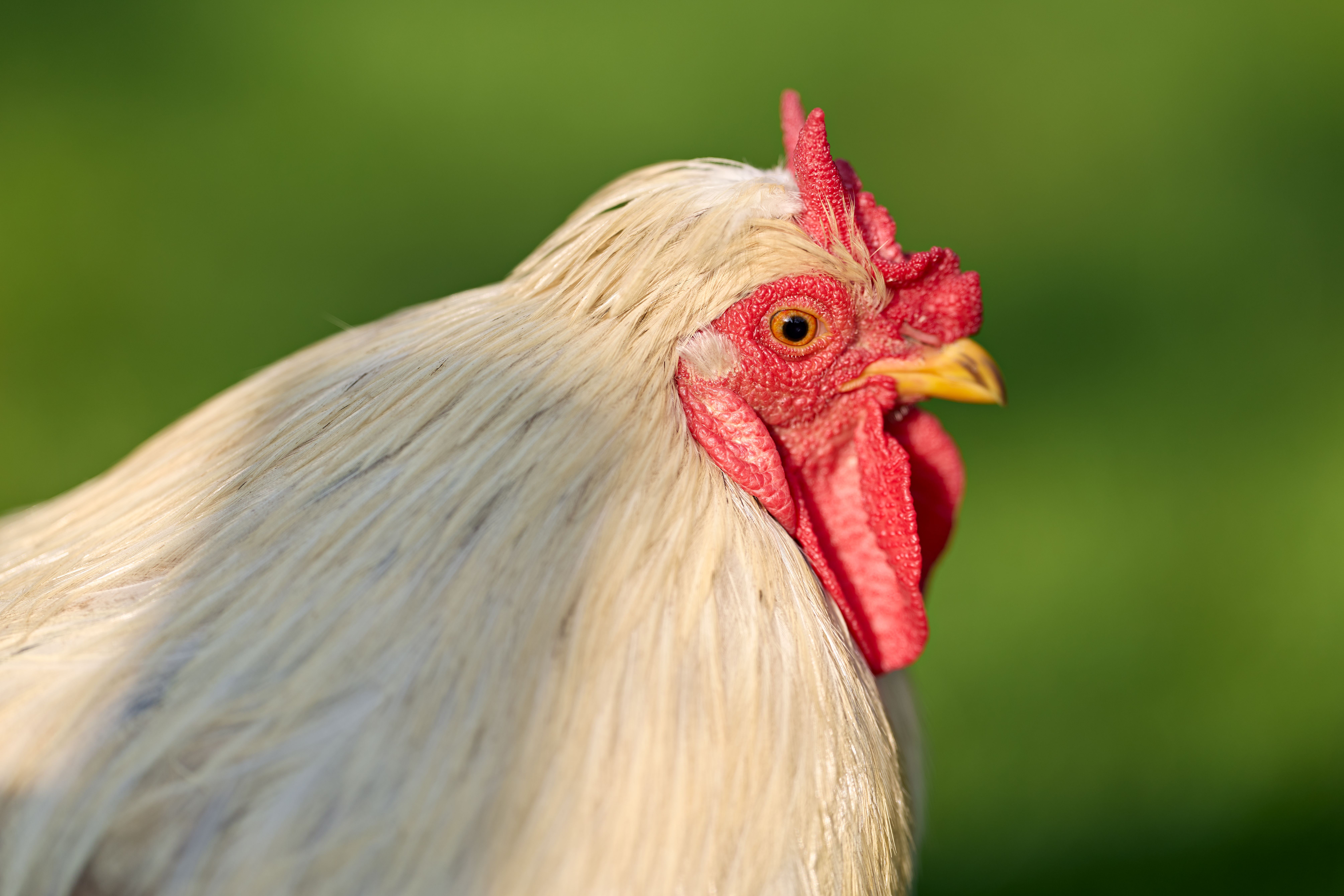 Cock of the Walk preview