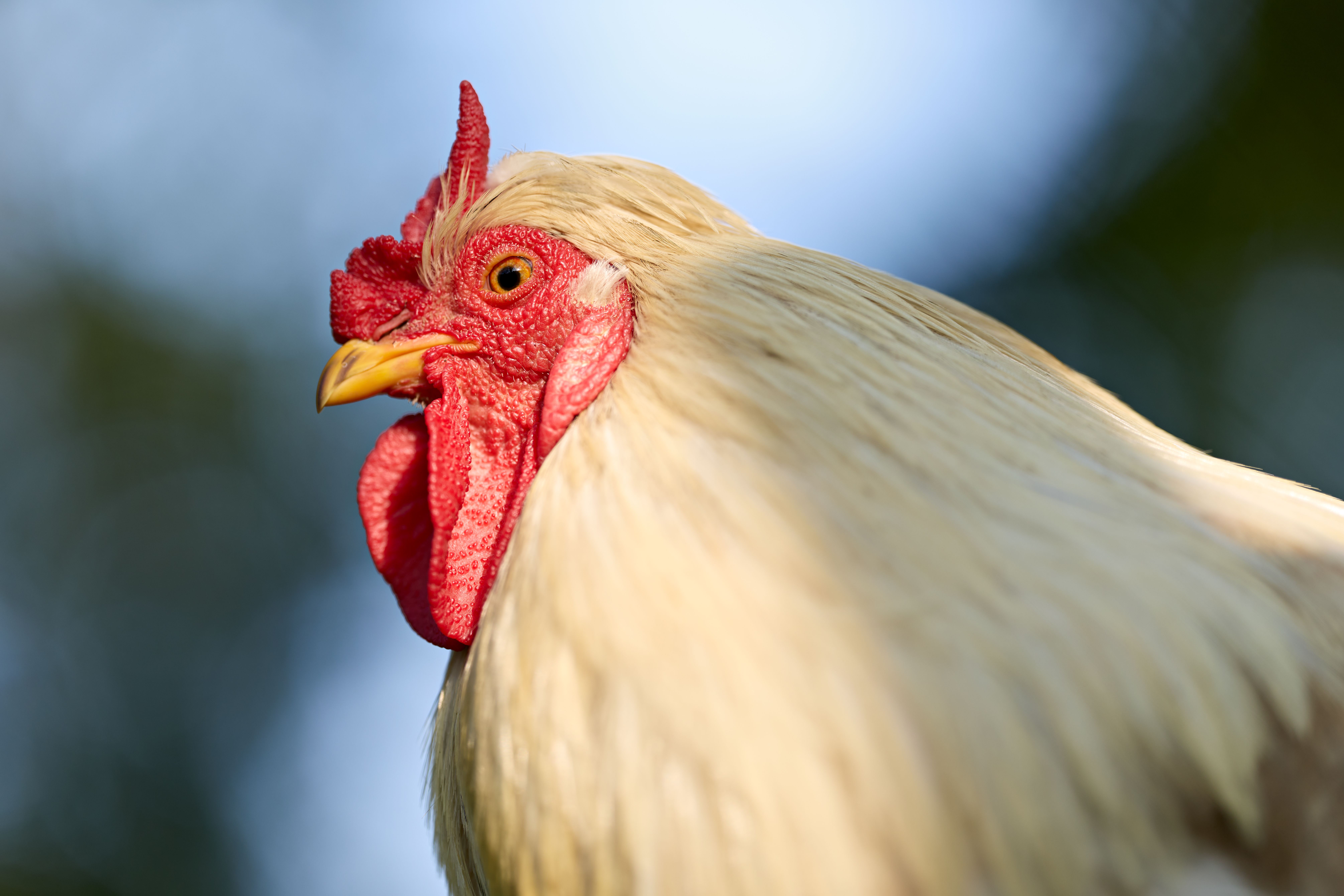 Rooster+Teeth+Pfp Photos, Download The BEST Free Rooster+Teeth+Pfp ...