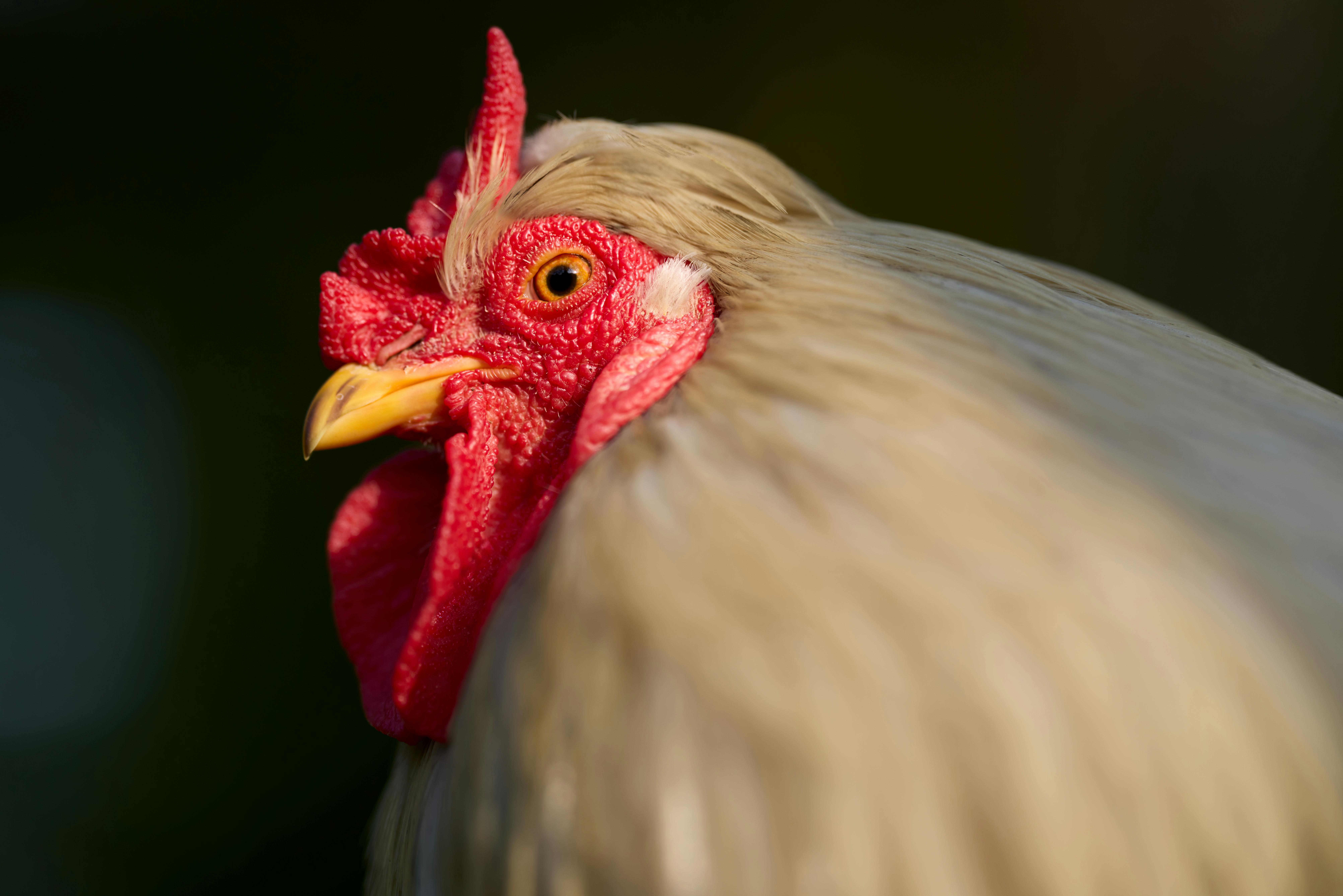 Free Video Downloadr Photos Download The BEST Free Free Video