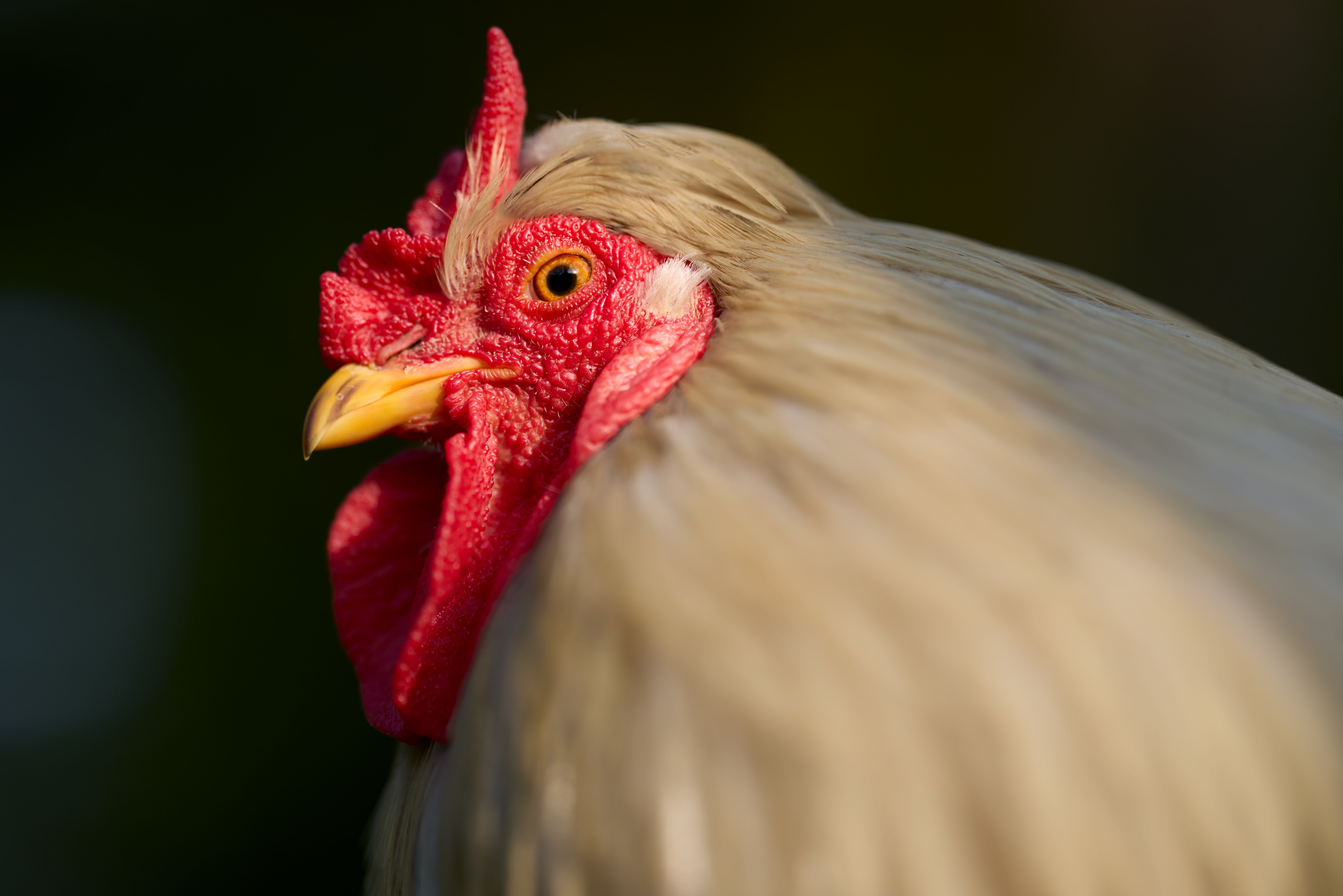 Close-up of a Vibrant Rooster's Profile · Free Stock Photo