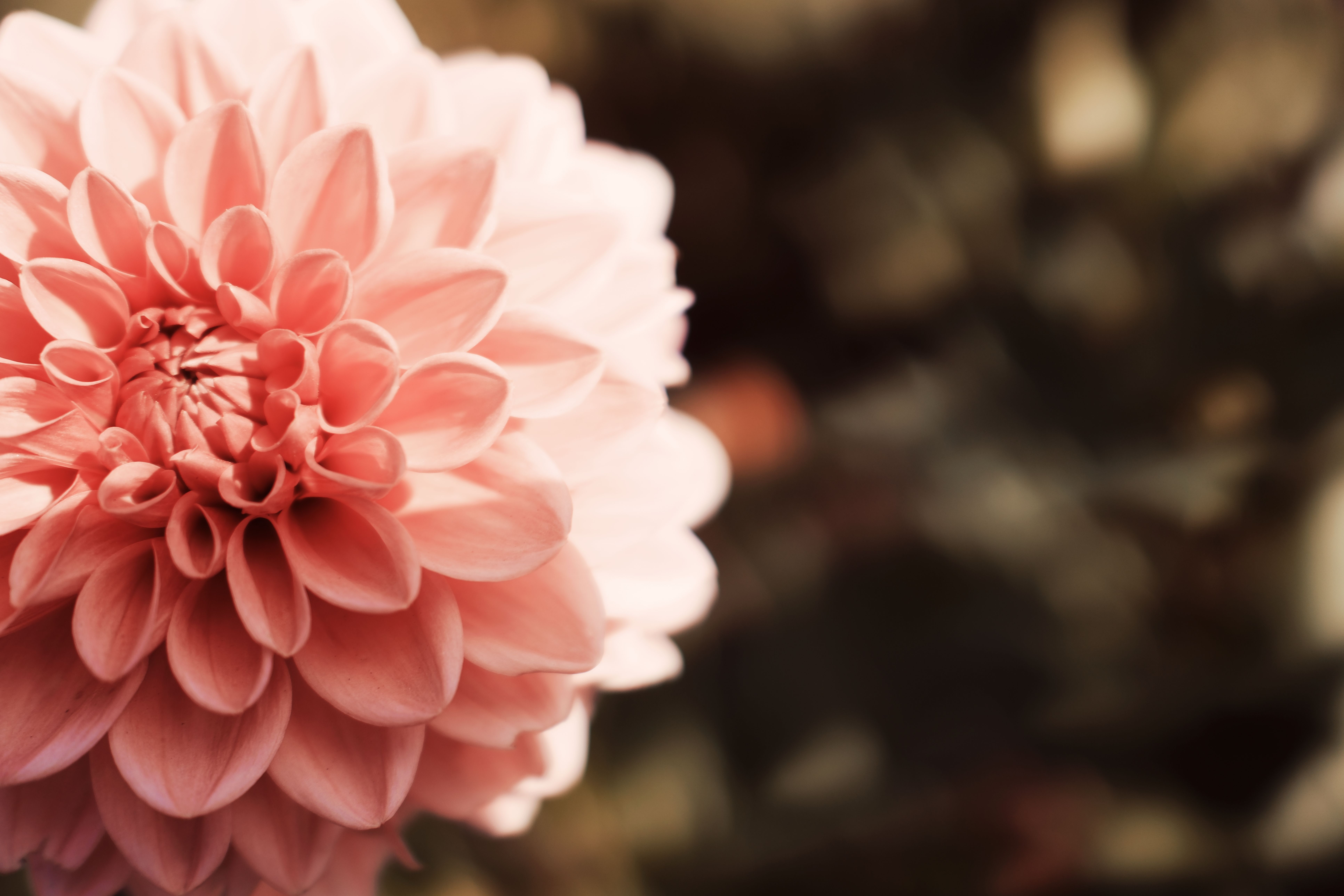 Close-up of a Vibrant Pink Dahlia Flower · Free Stock Photo