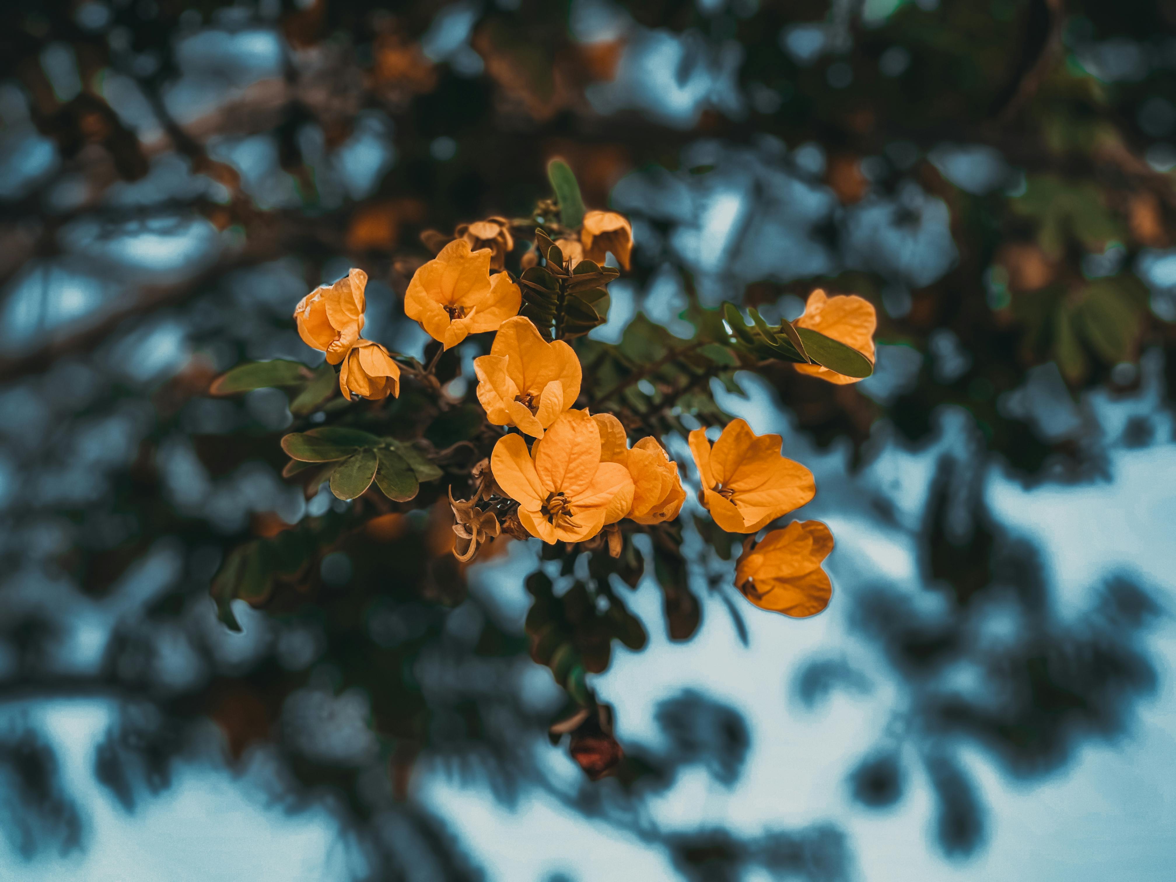 [ColoSach]-close-up-of-yellow-flowers-in-a-natural-outdoor-setting-with-blurred-background.