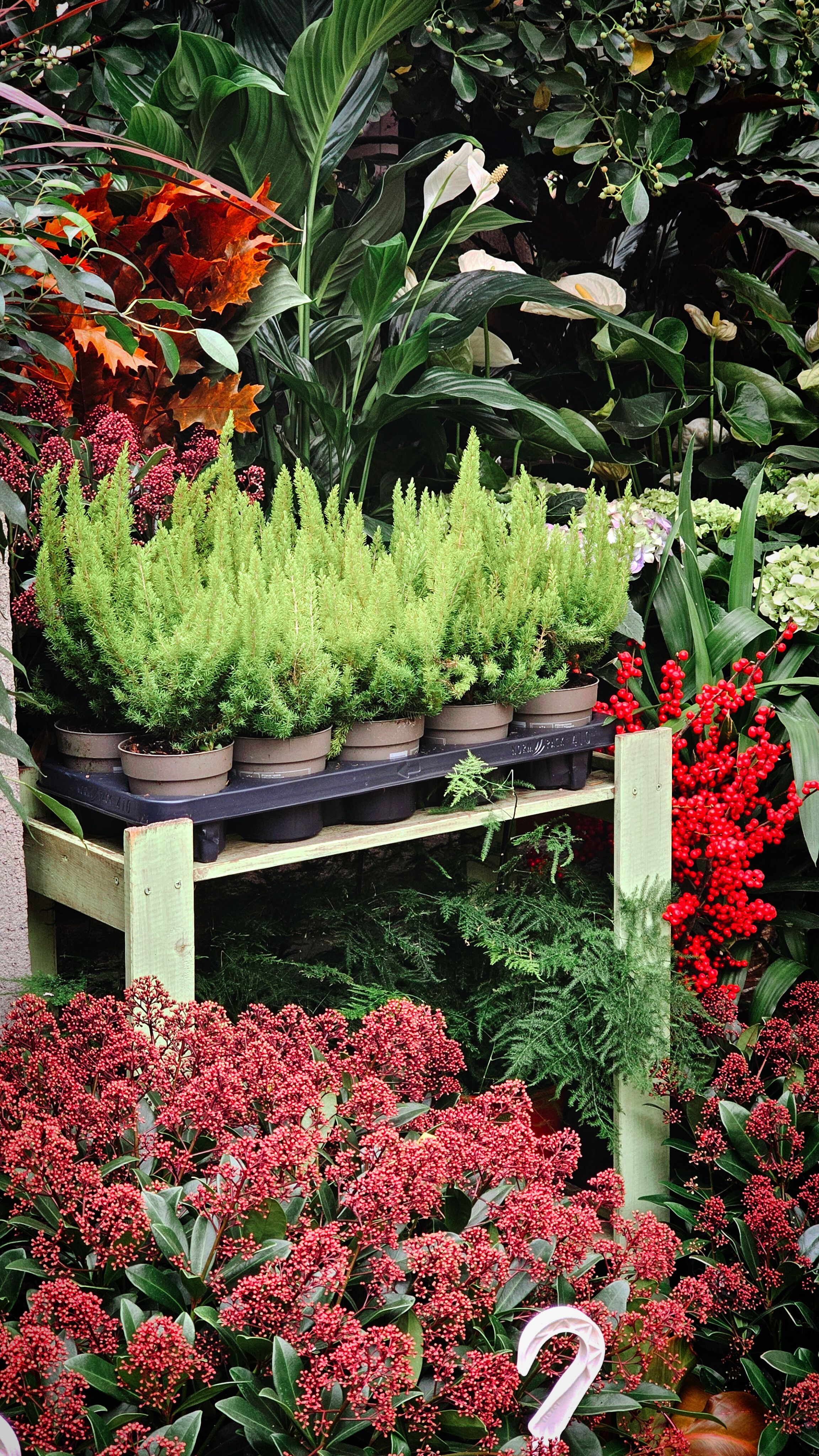 Vibrant Garden Display of Potted Plants · Free Stock Photo