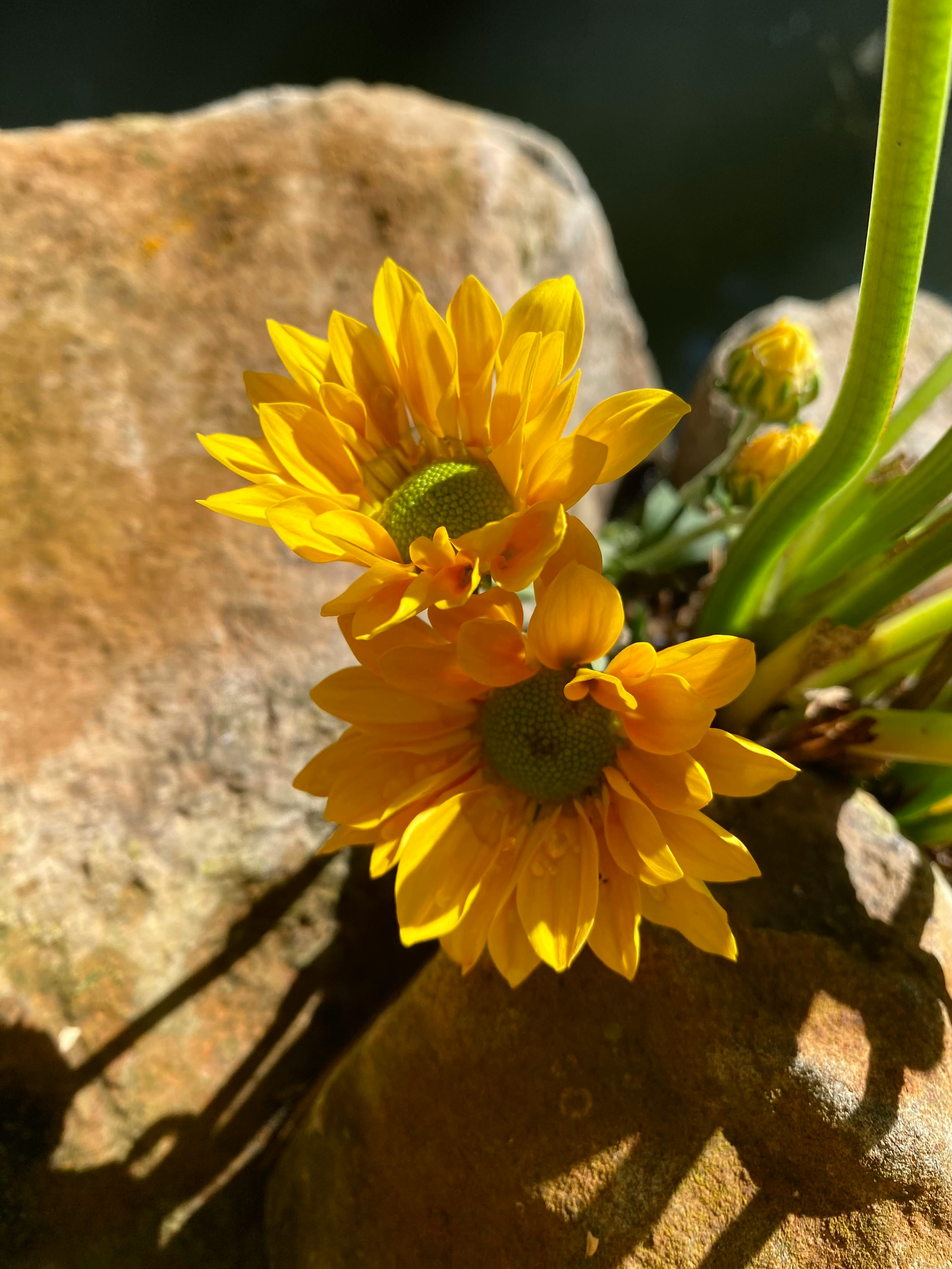 [ColoSach]-bright-yellow-daisies-blooming-on-sunlit-rocks,-capturing-a-warm-summer-day.