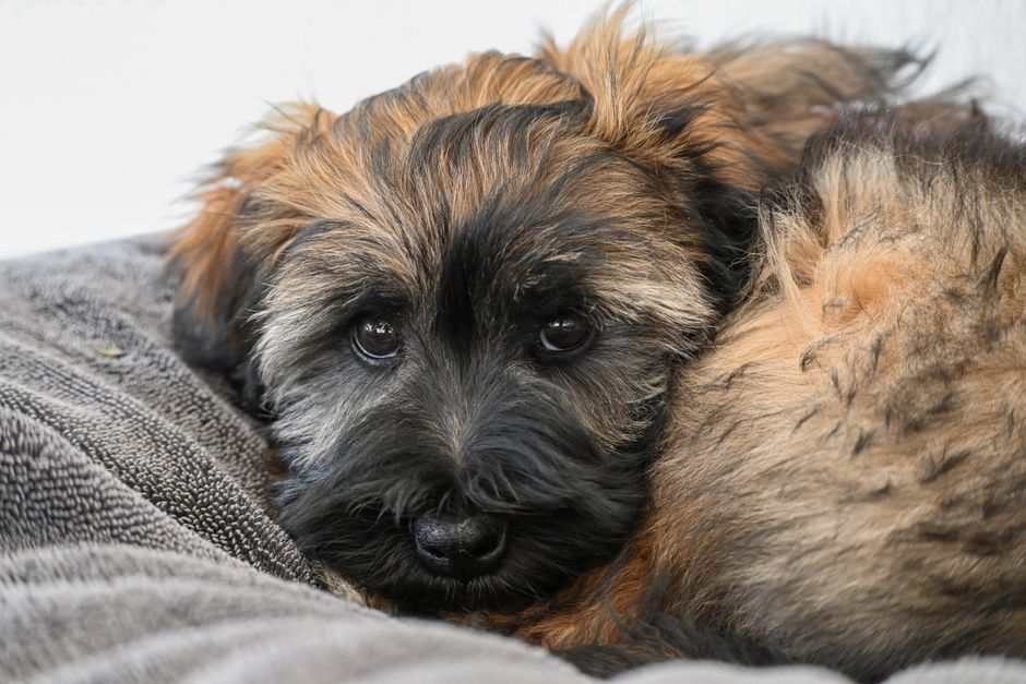 Puppy Diarrhea: Causes, Red Flags, and the 48-Hour Rule