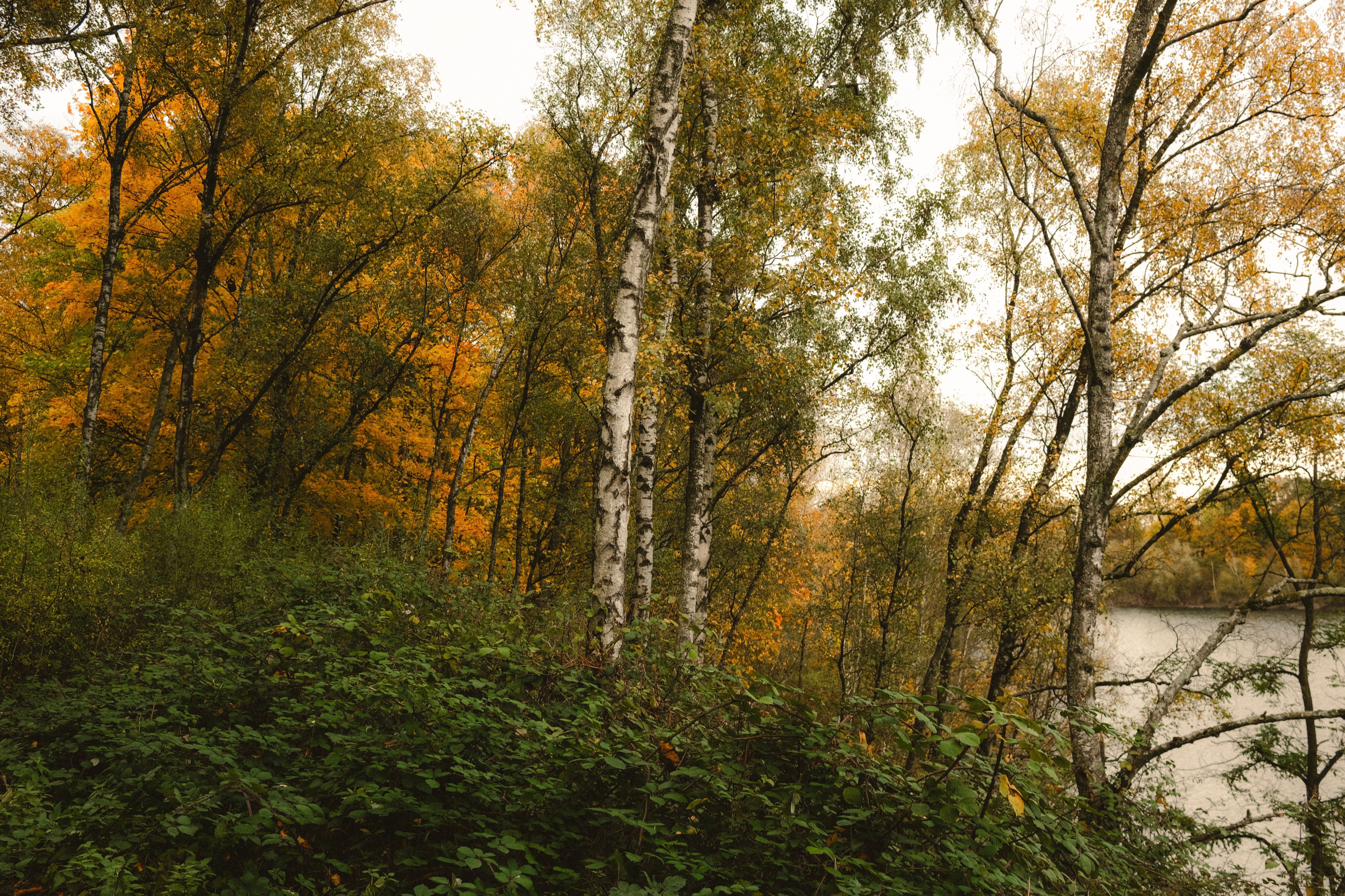 Serene Autumn Forest with Birch Trees · Free Stock Photo