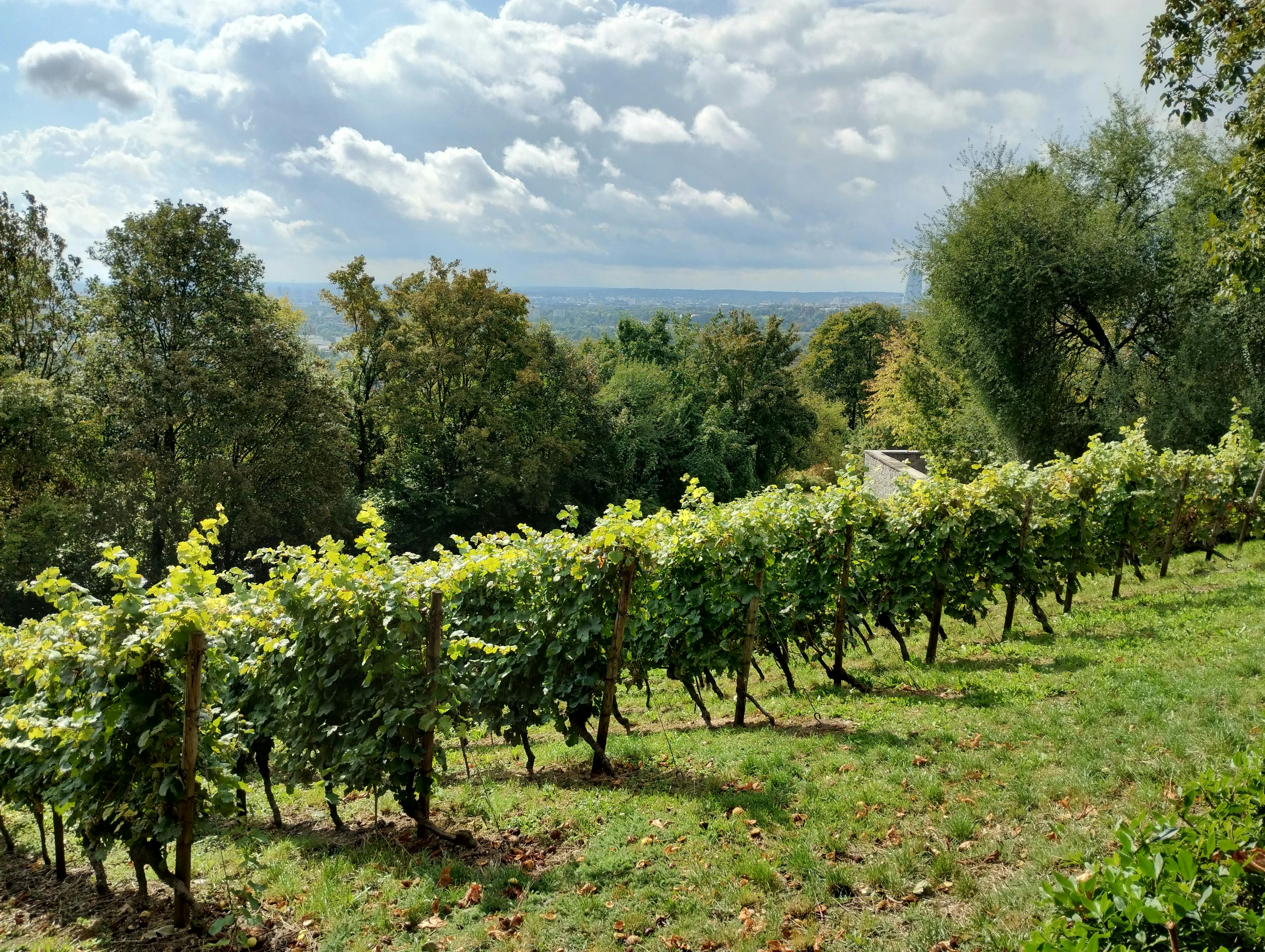 Lobesia botrana: Biología, Monitoreo y Control en Viticultura