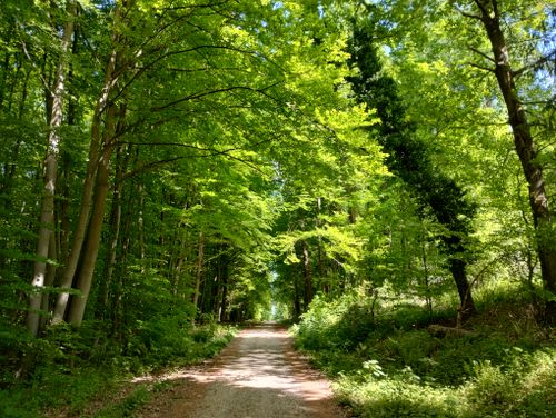 Free Tranquil forest path surrounded by lush green trees on a bright summer day. Stock Photo