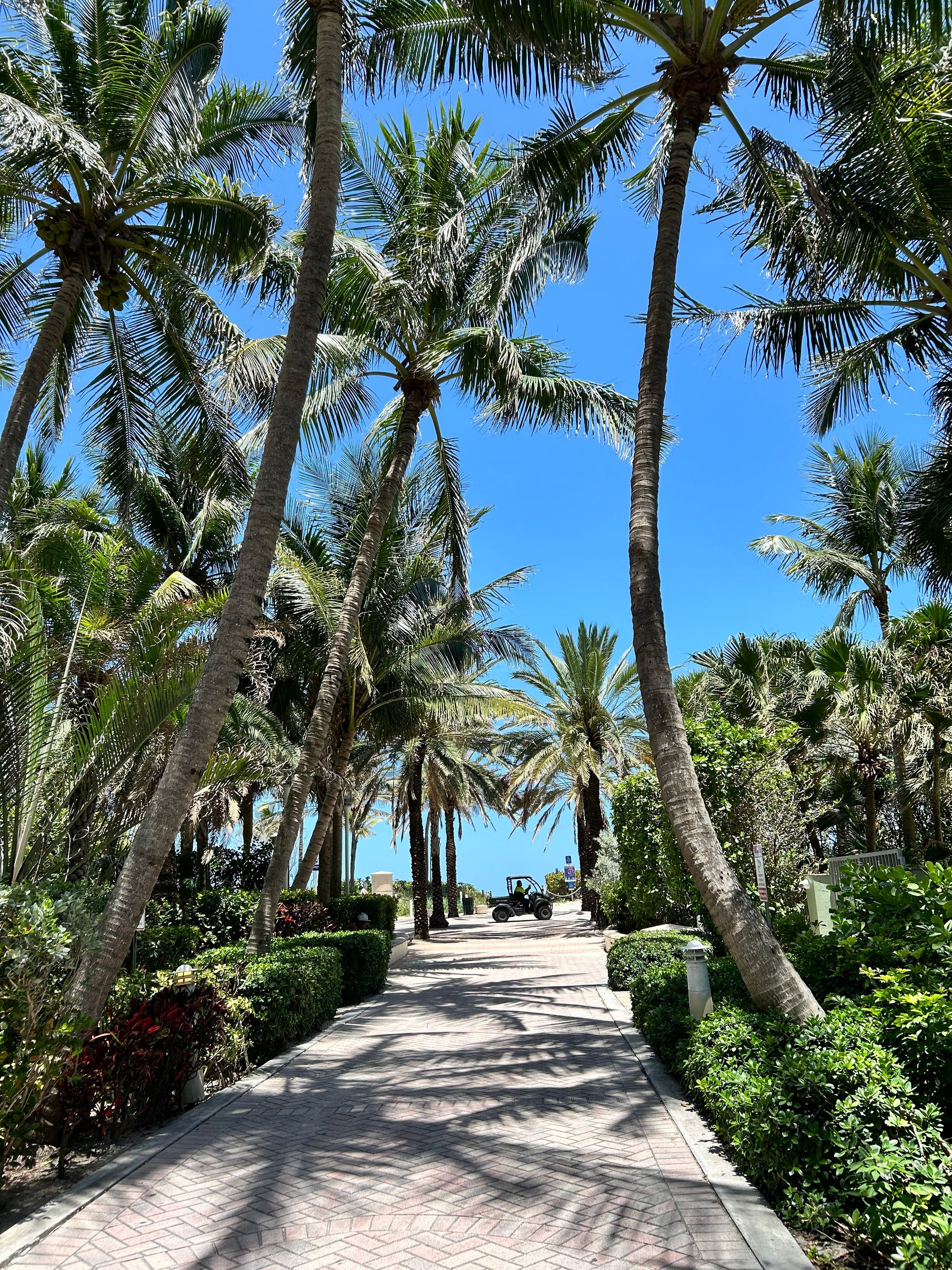Palm-lined pathway in Miami Beach