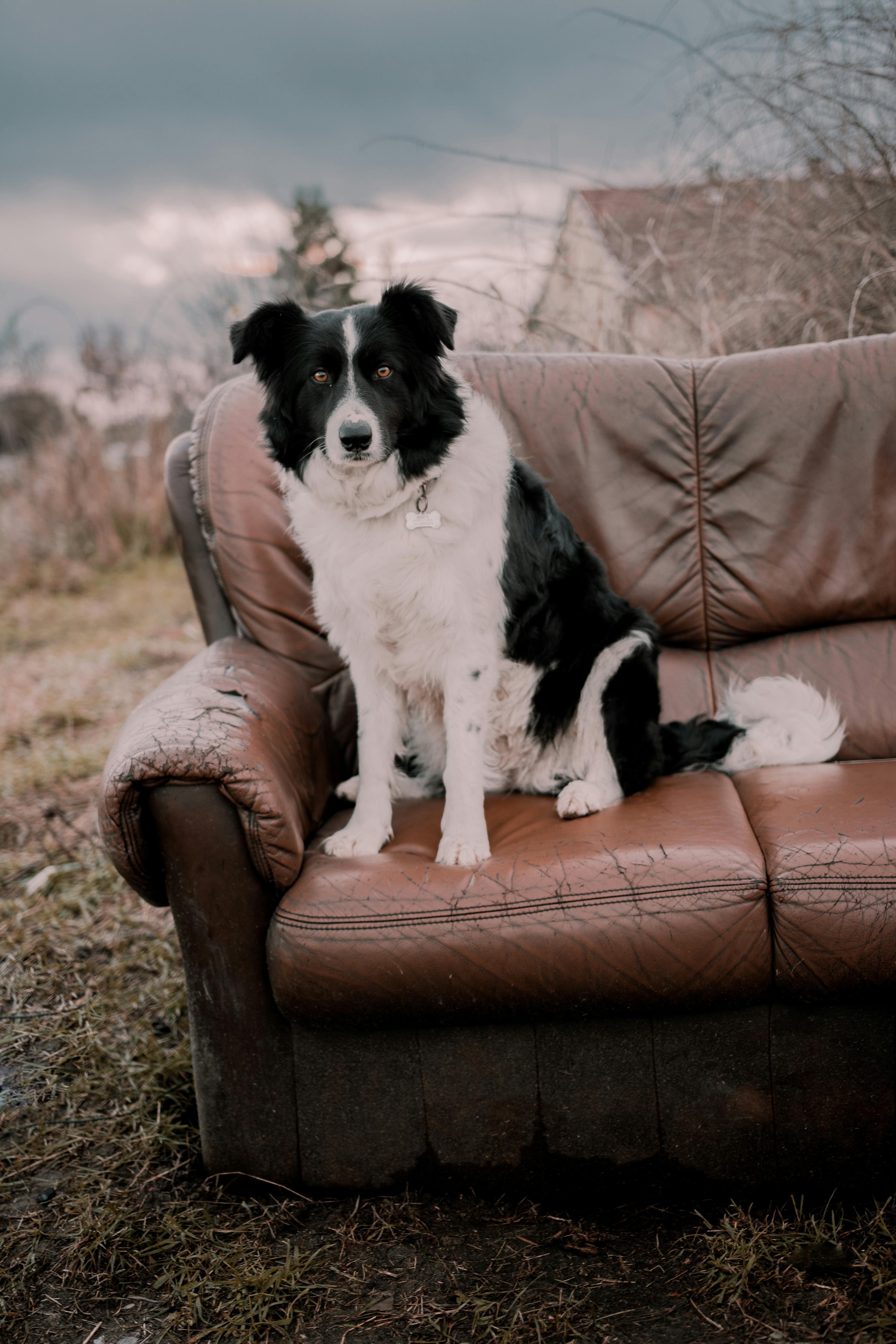 Dog sitting on a sofa facing to the side photo – Free Couch Image on  Unsplash