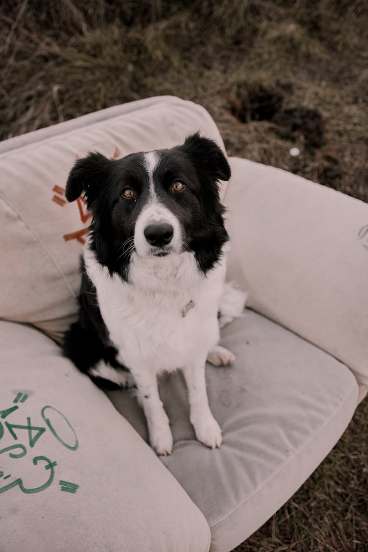 Dog Sitting On Sofa Chair