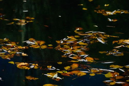 Free Yellow and brown autumn leaves gently floating on calm dark water. Stock Photo