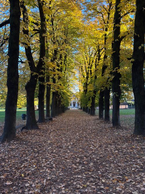 Free A beautiful tree-lined path covered in autumn leaves in a Milan park, Italy. Stock Photo