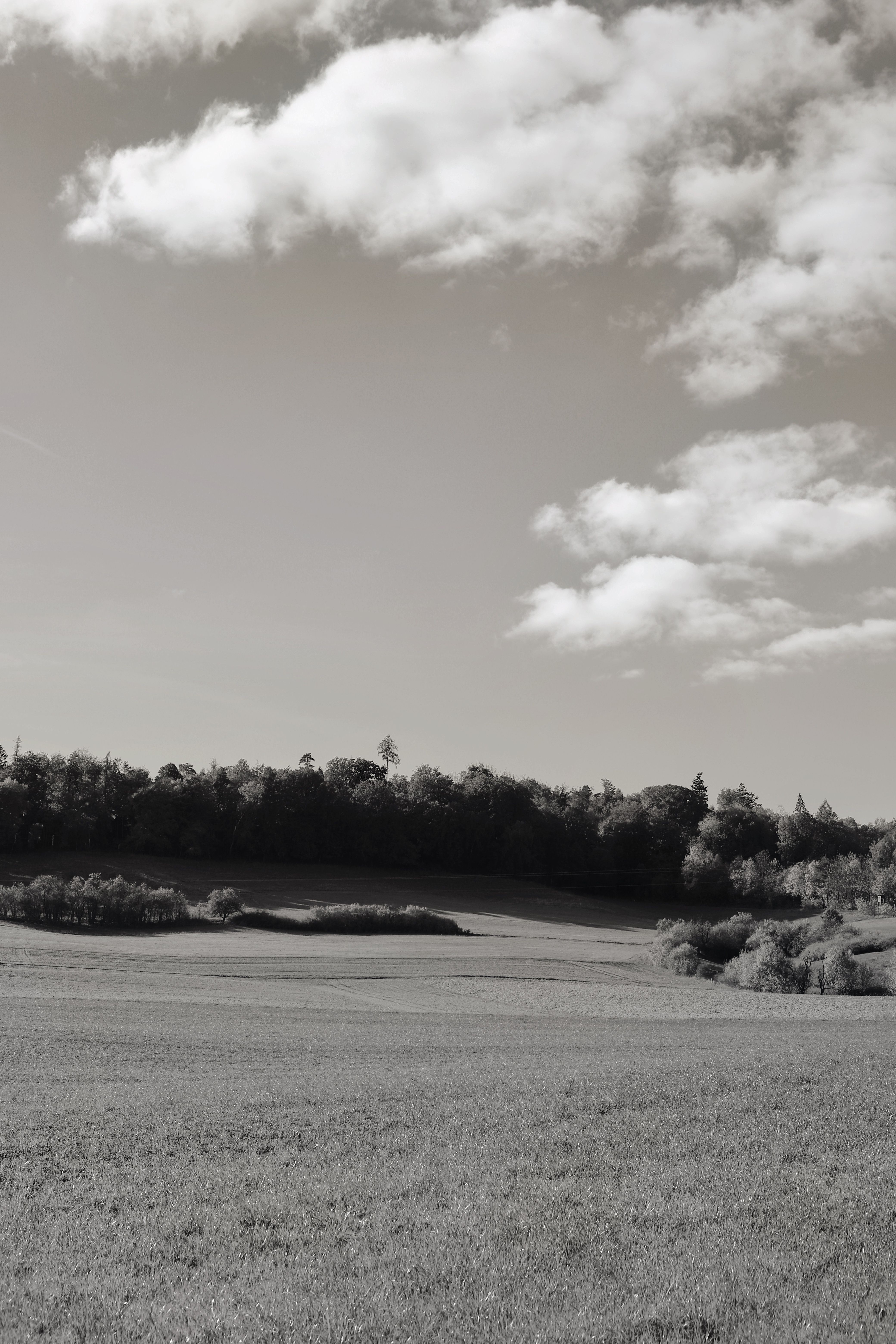 Landscape Field Forest Photos, Download The BEST Free Landscape Field ...