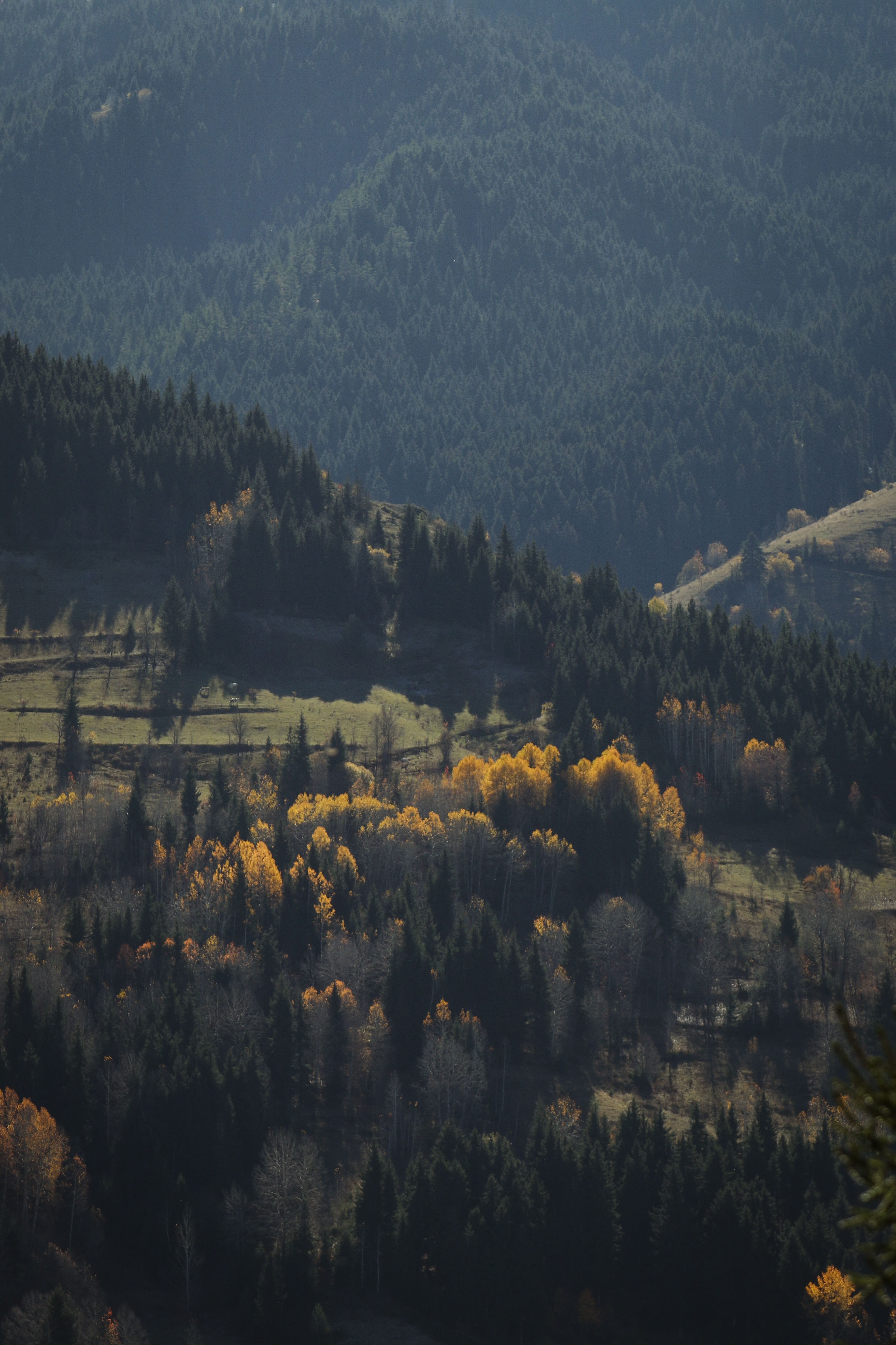 Scenic Autumn Landscape in Artvin, Türkiye · Free Stock Photo