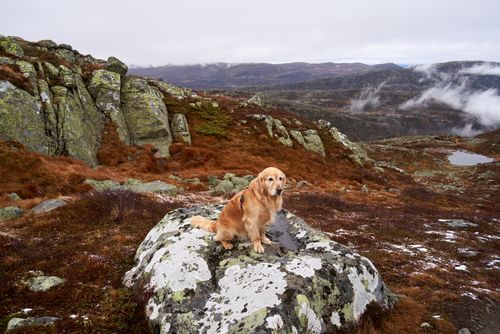 Free Golden Retriever sits on rocky terrain in Nordbygda, Norway, amidst autumnal hues and mountain vistas. Stock Photo