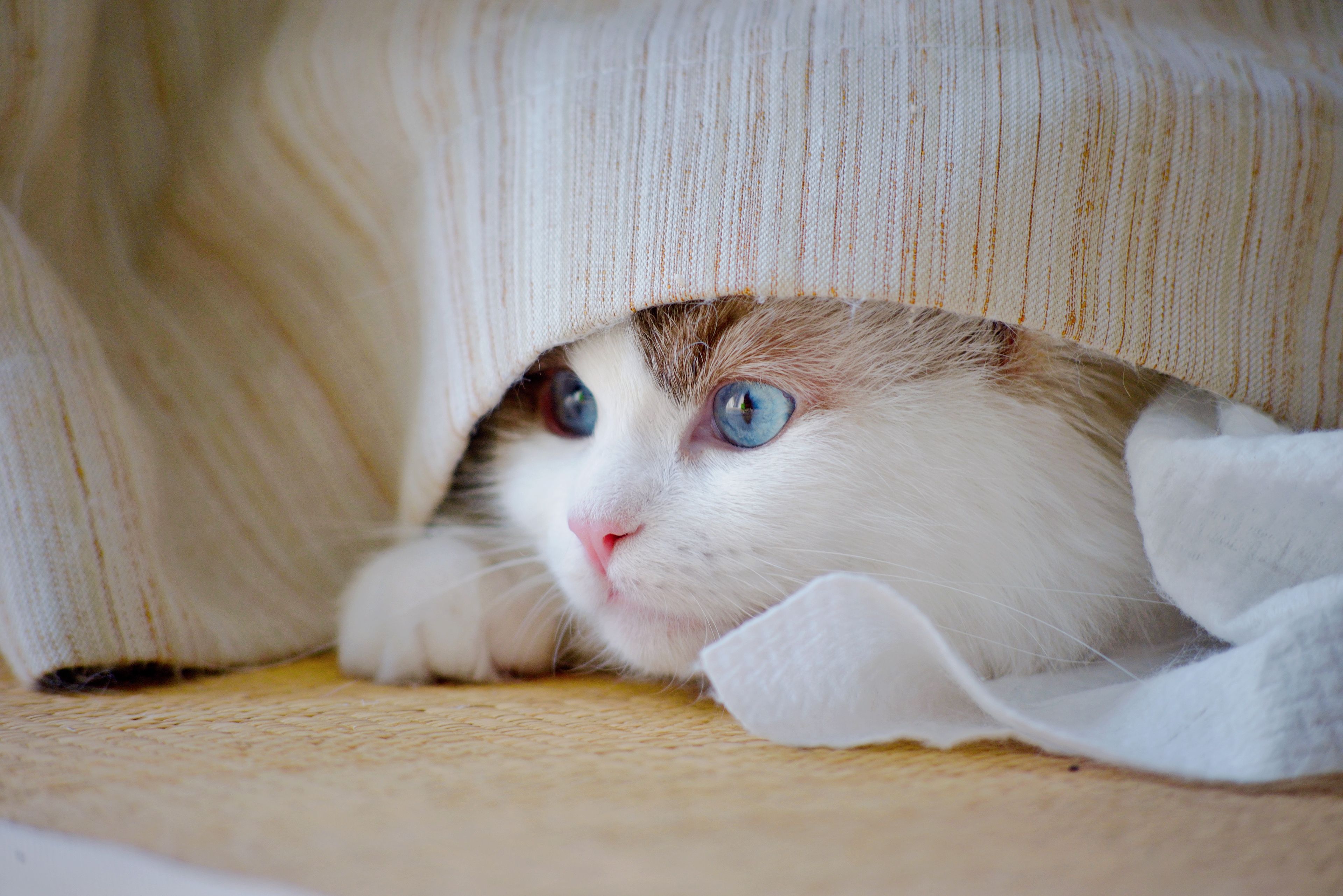 Orange and white cat hiding under blanket, showing feline stress response and avoidance behavior