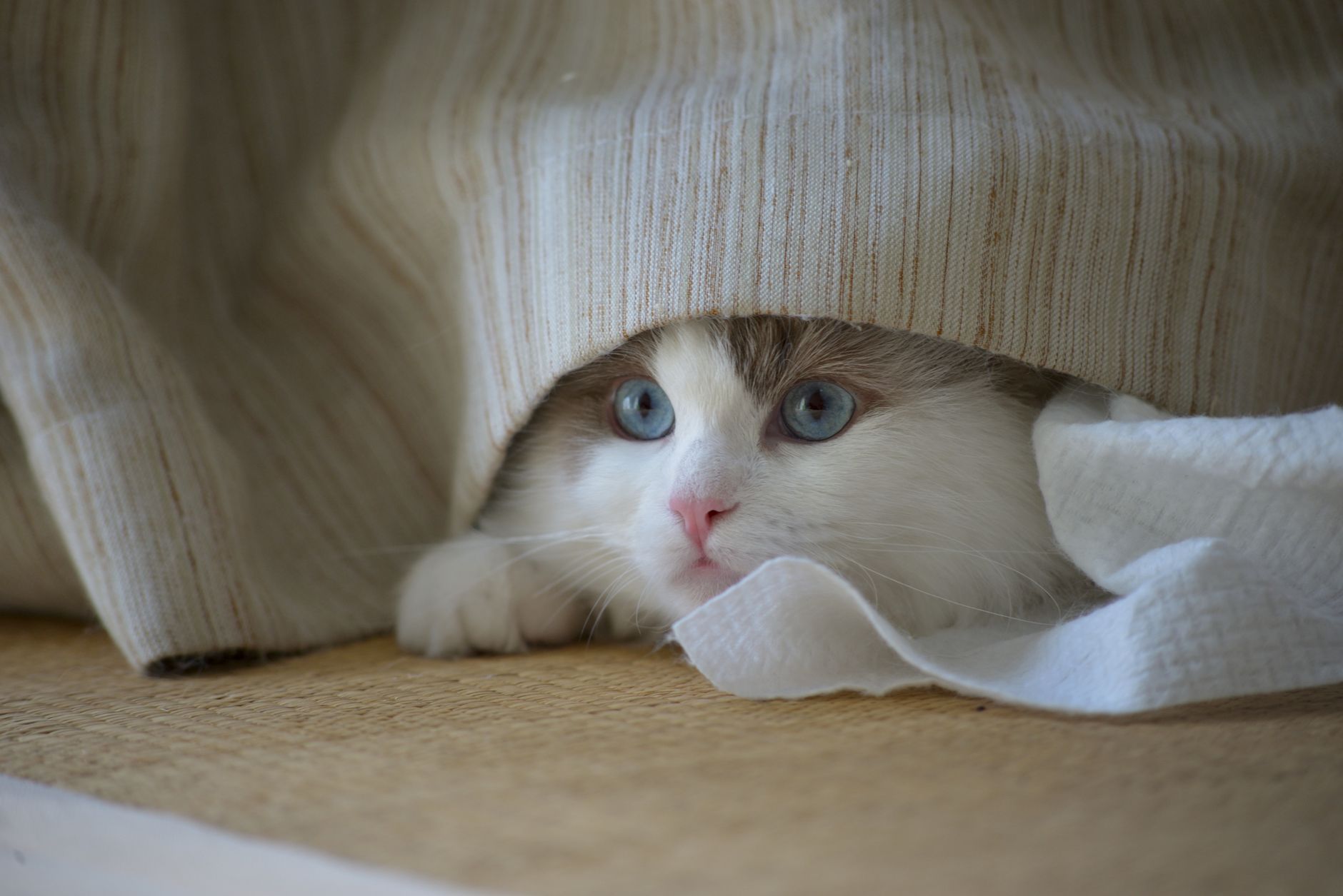 Portrait of a cat at a veterinary clinic