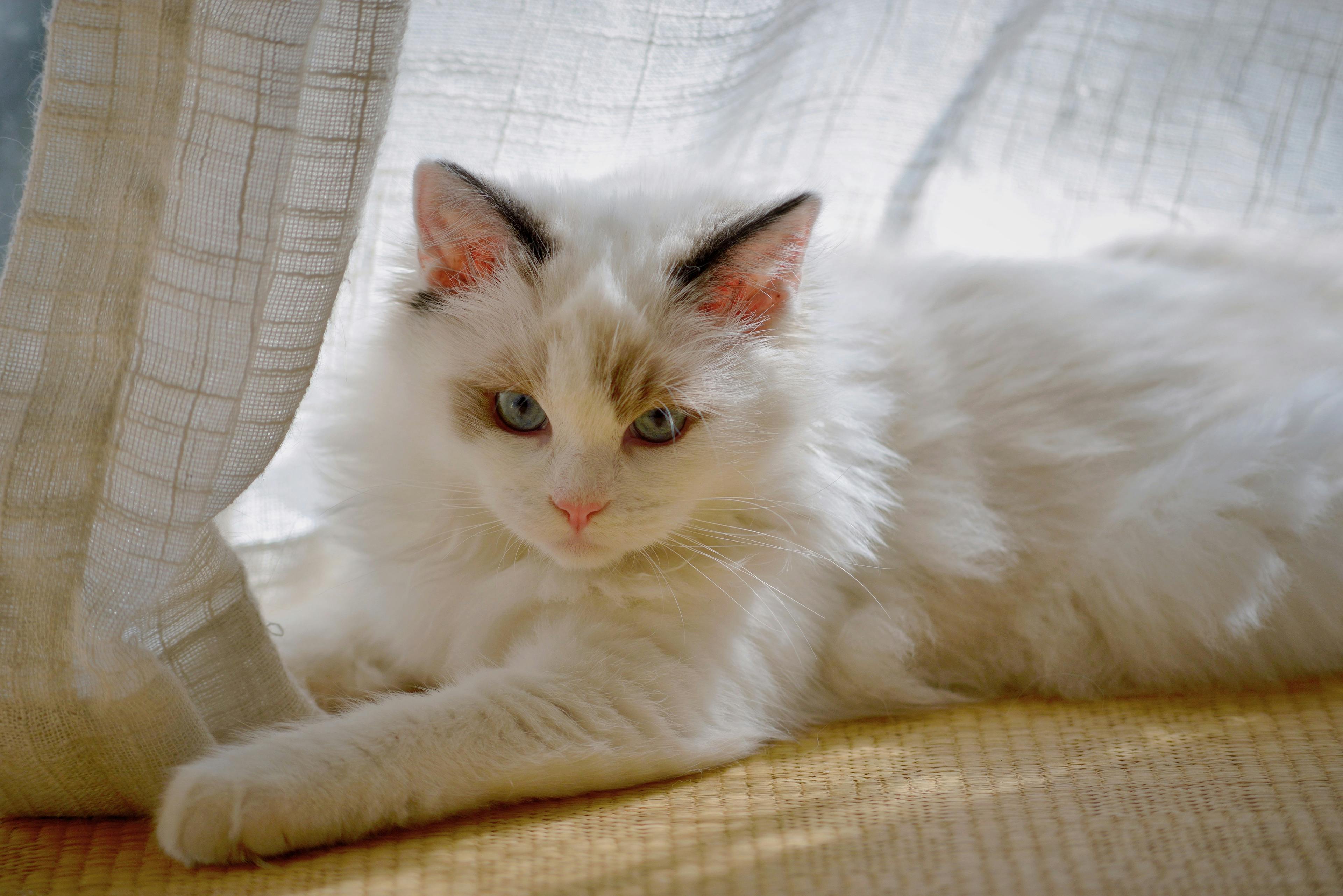 中華電信Hami Cam AI守護居家安全，打造智慧生活新體驗