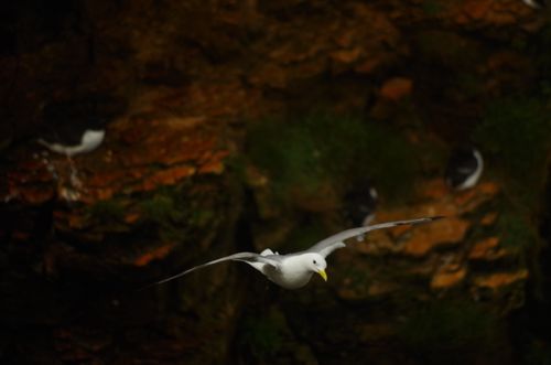 Free stock photo of 4k nature, aquatic birds, artistic focus Stock Photo