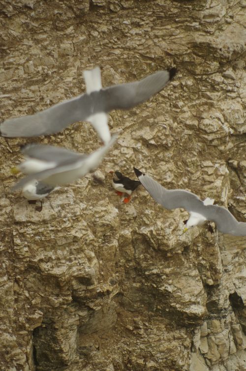 Free stock photo of adult bird, aerial nature, aged stone Stock Photo