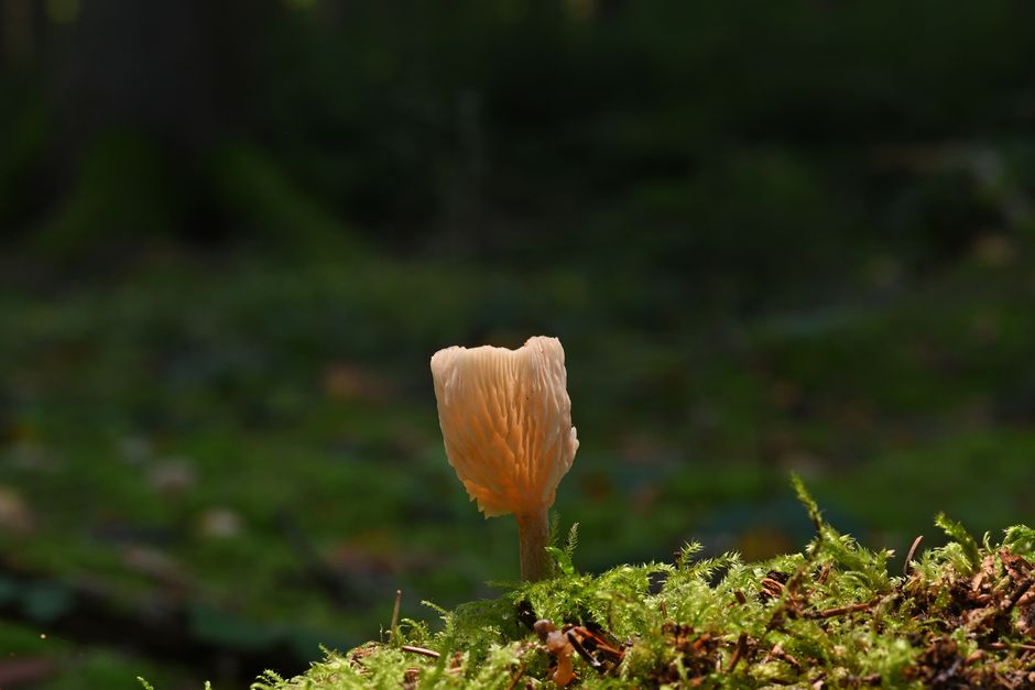 Cremospermopsis