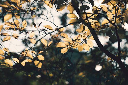 Free Beautiful image of golden autumn leaves backlit by the sun, capturing nature's tranquility and seasonal change. Stock Photo