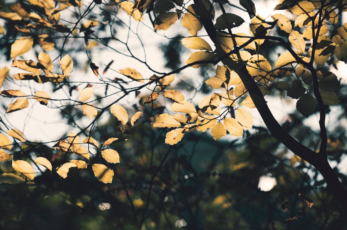 Golden Autumn Leaves Against Sunlit Sky · Free Stock Photo