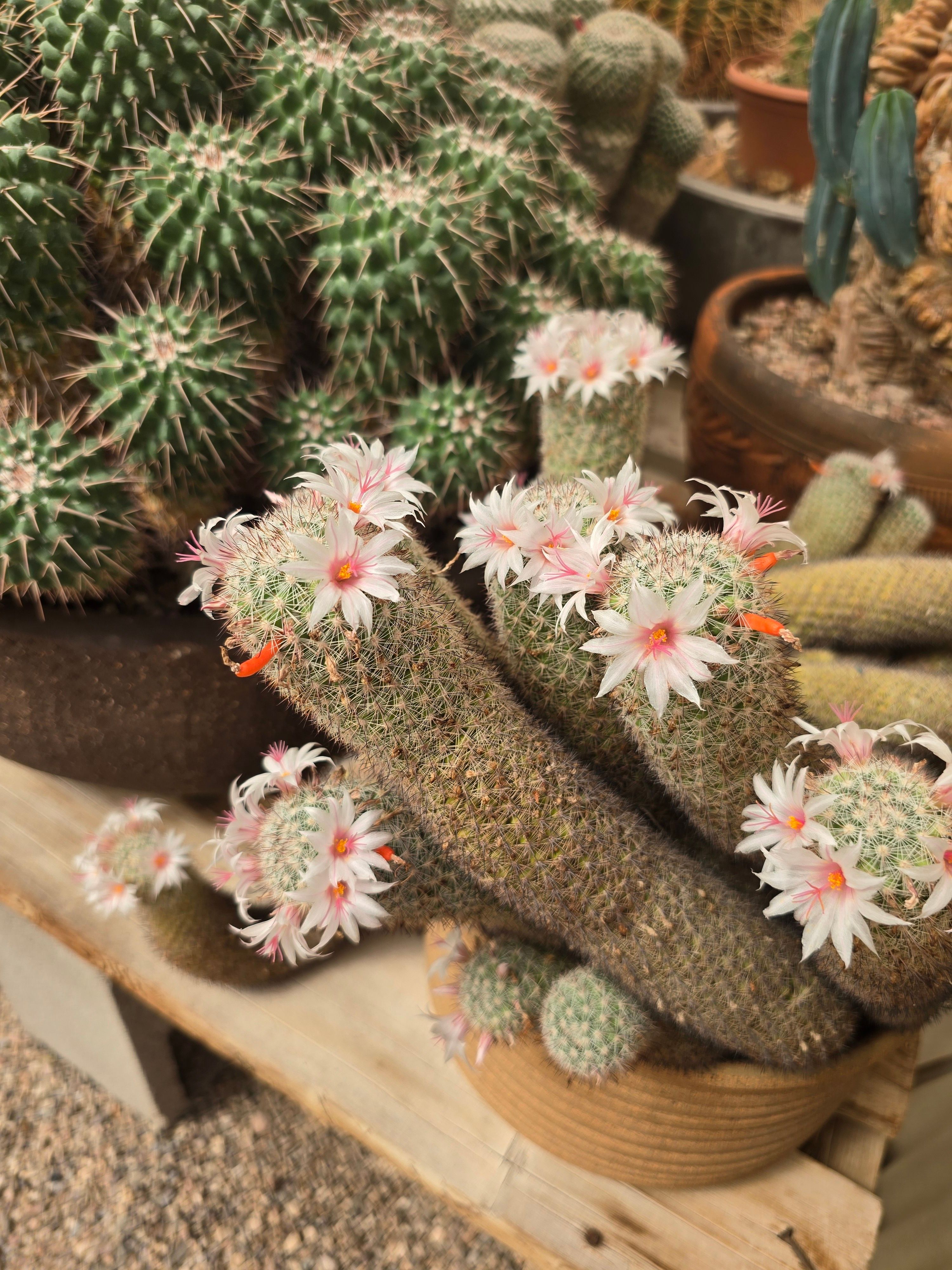kaktus kiefersfelden Tephrocactus strobiliformis (Kiefernzapfen-Kaktus)  Secret Garden Plant  Shop